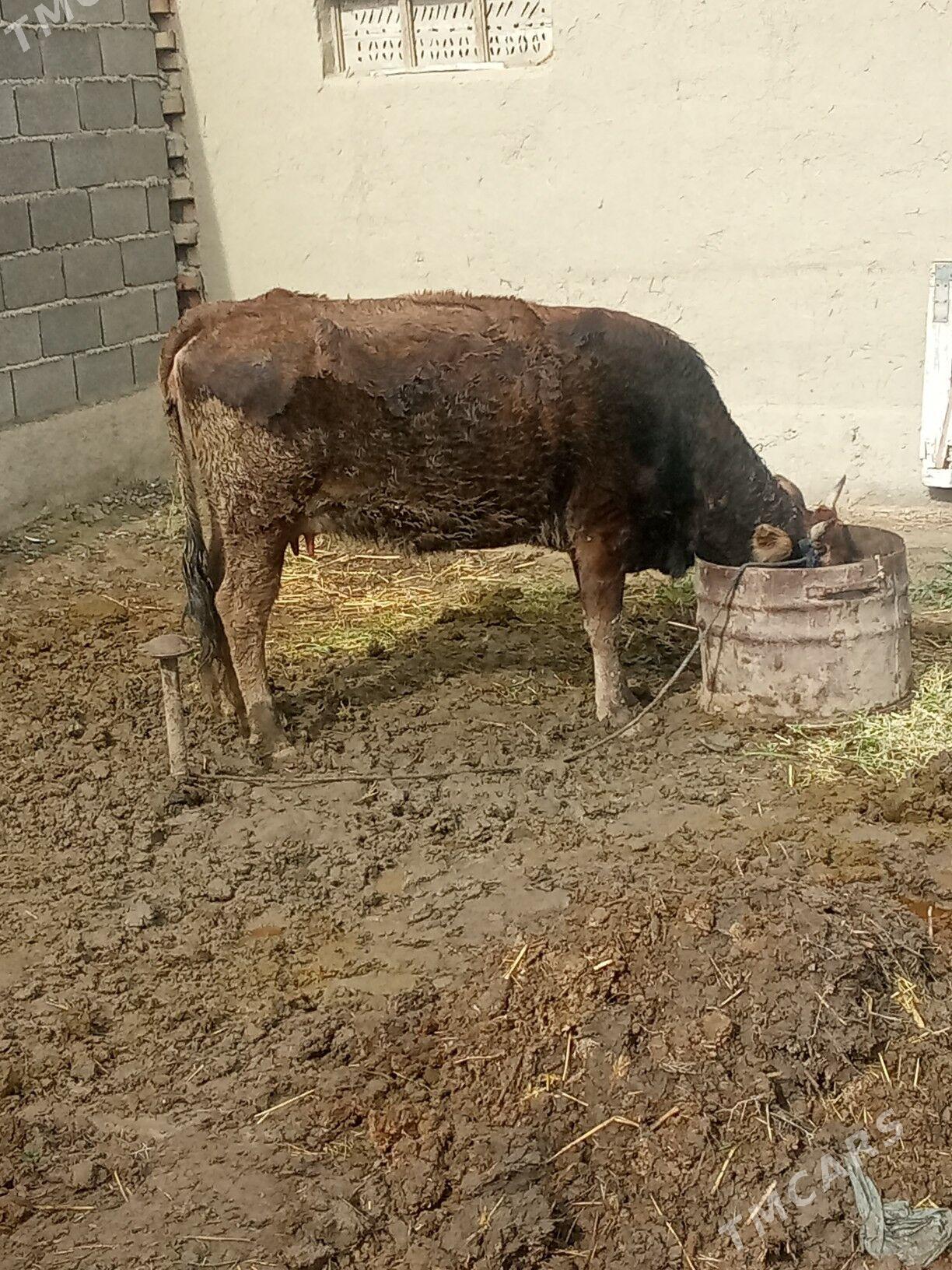 goleli sygyr - Bäherden - img 1