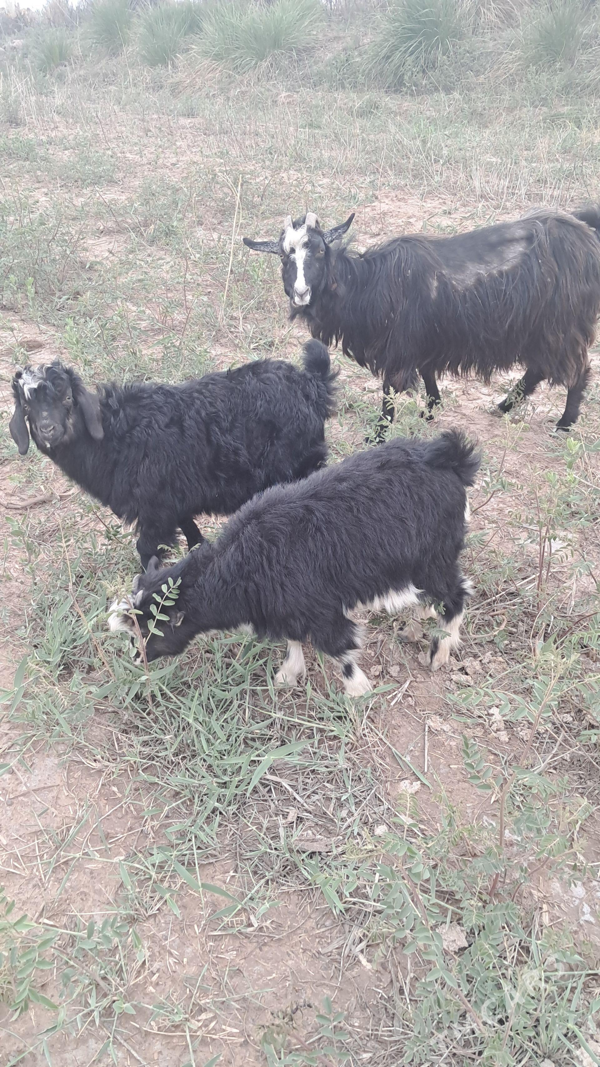 Ekiz owlakly geci - Гороглы (Тагта) - img 1