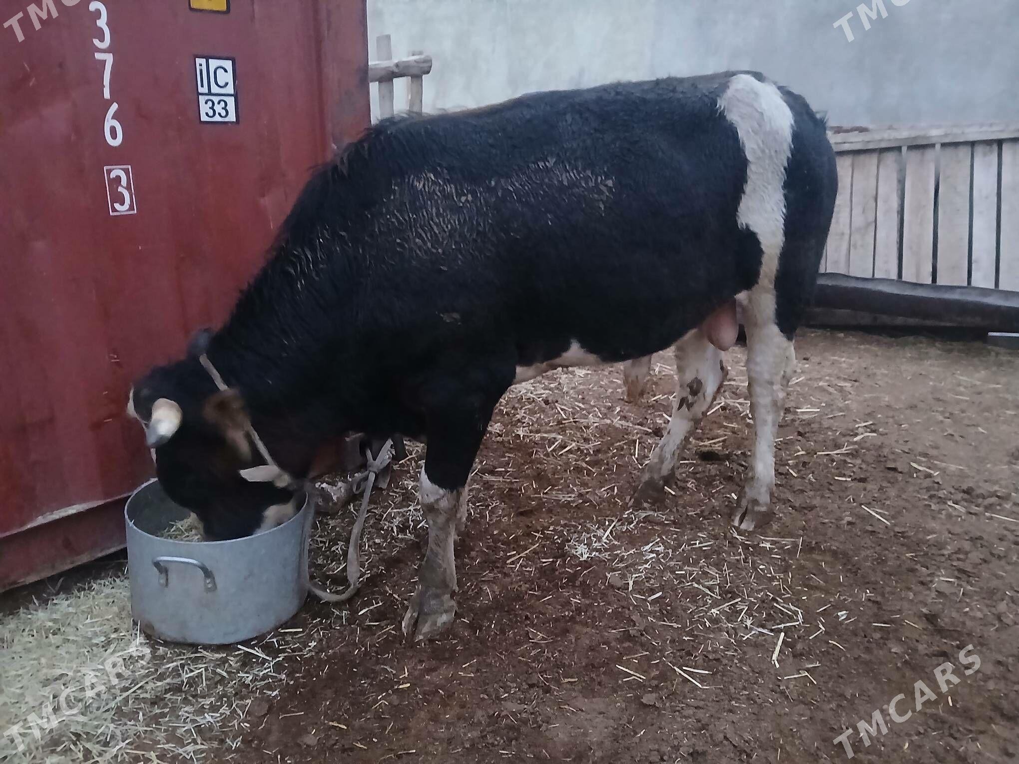 окузлер - Balkanabat - img 1