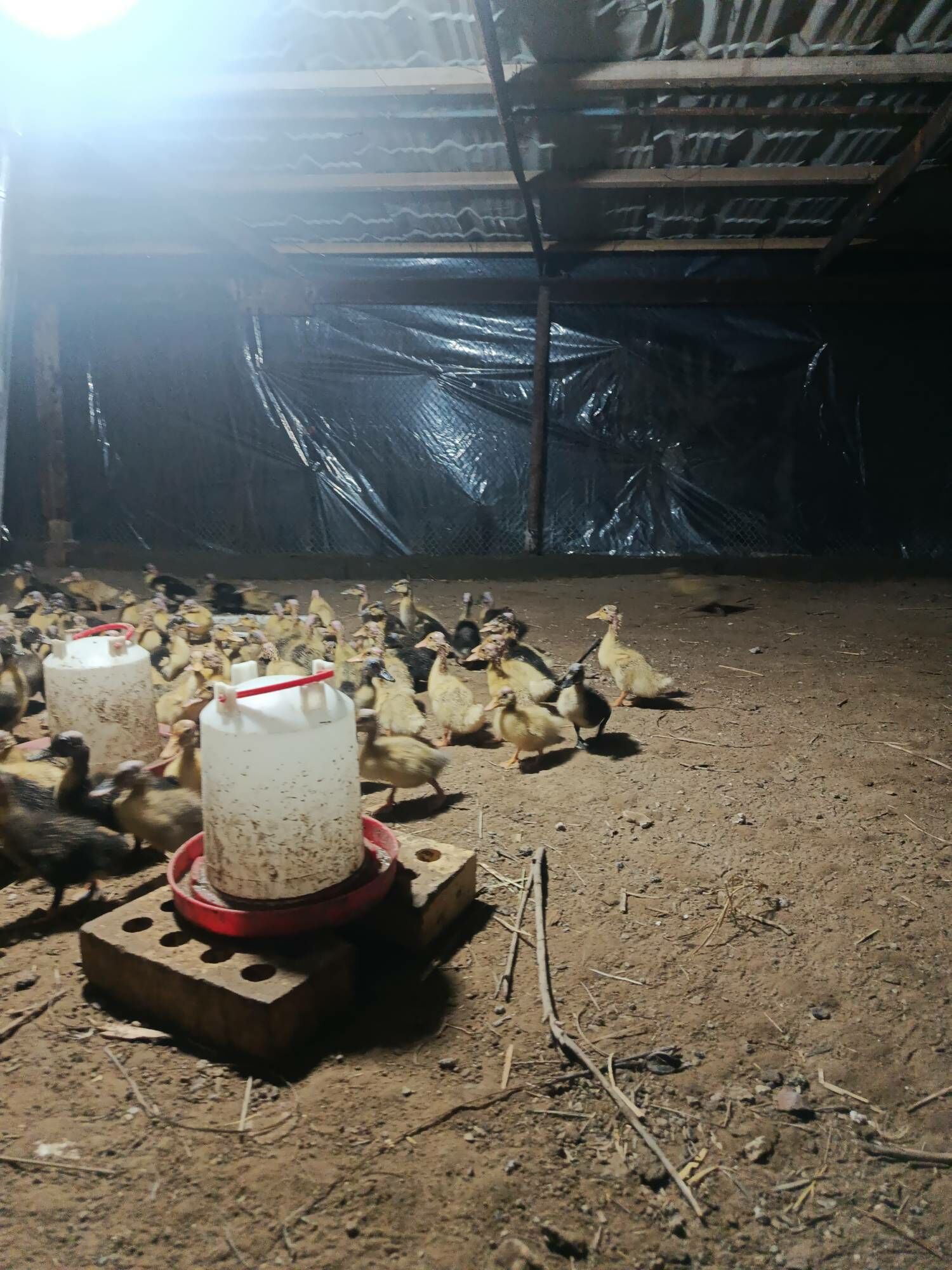 Ordek juyje - Sakarçäge - img 1