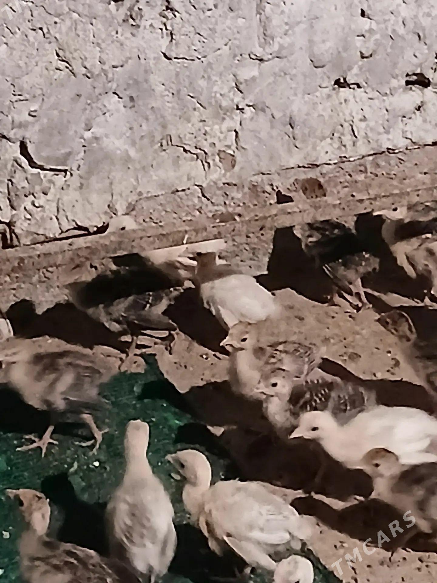 İnduk juyje - Tejen - img 1