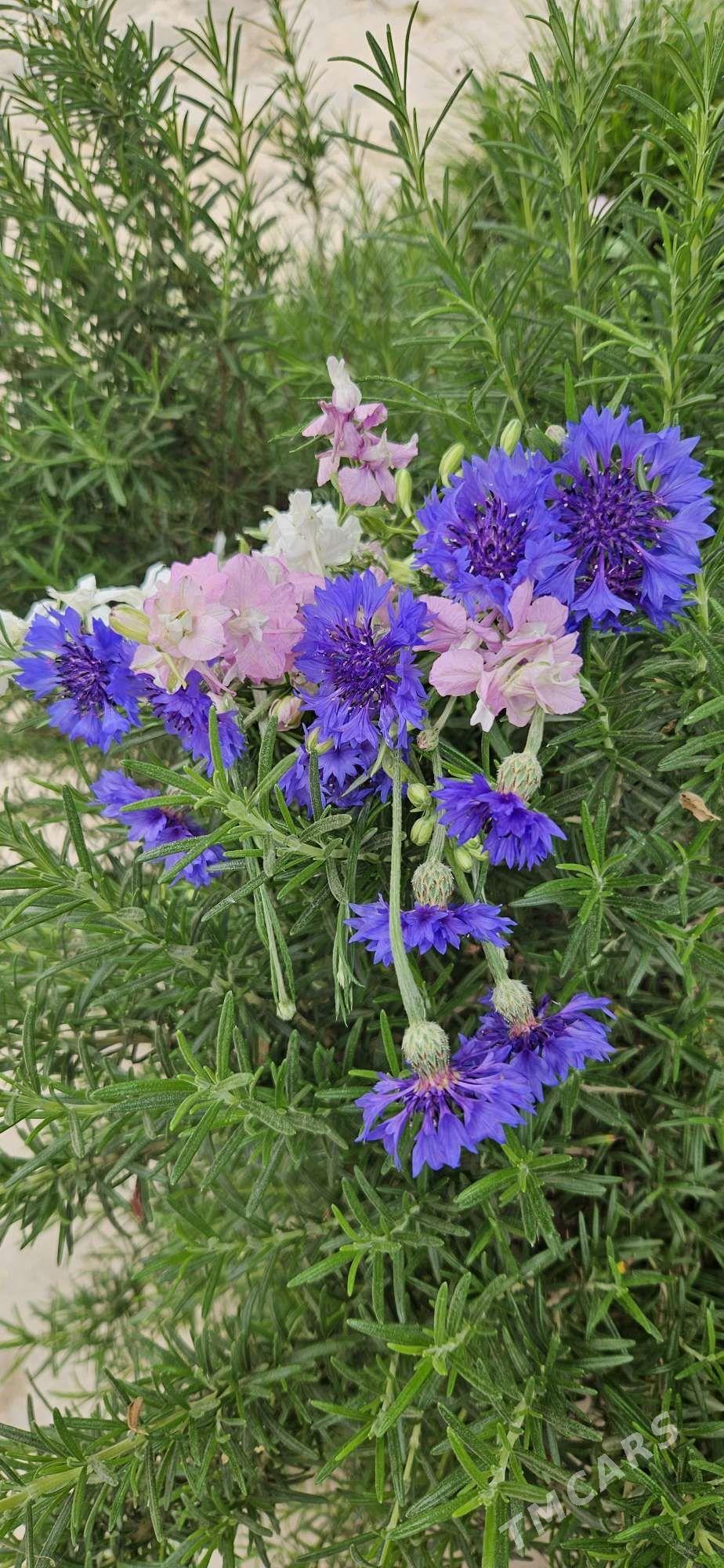 Васильки/ Makkajoň güli - Çoganly - img 1