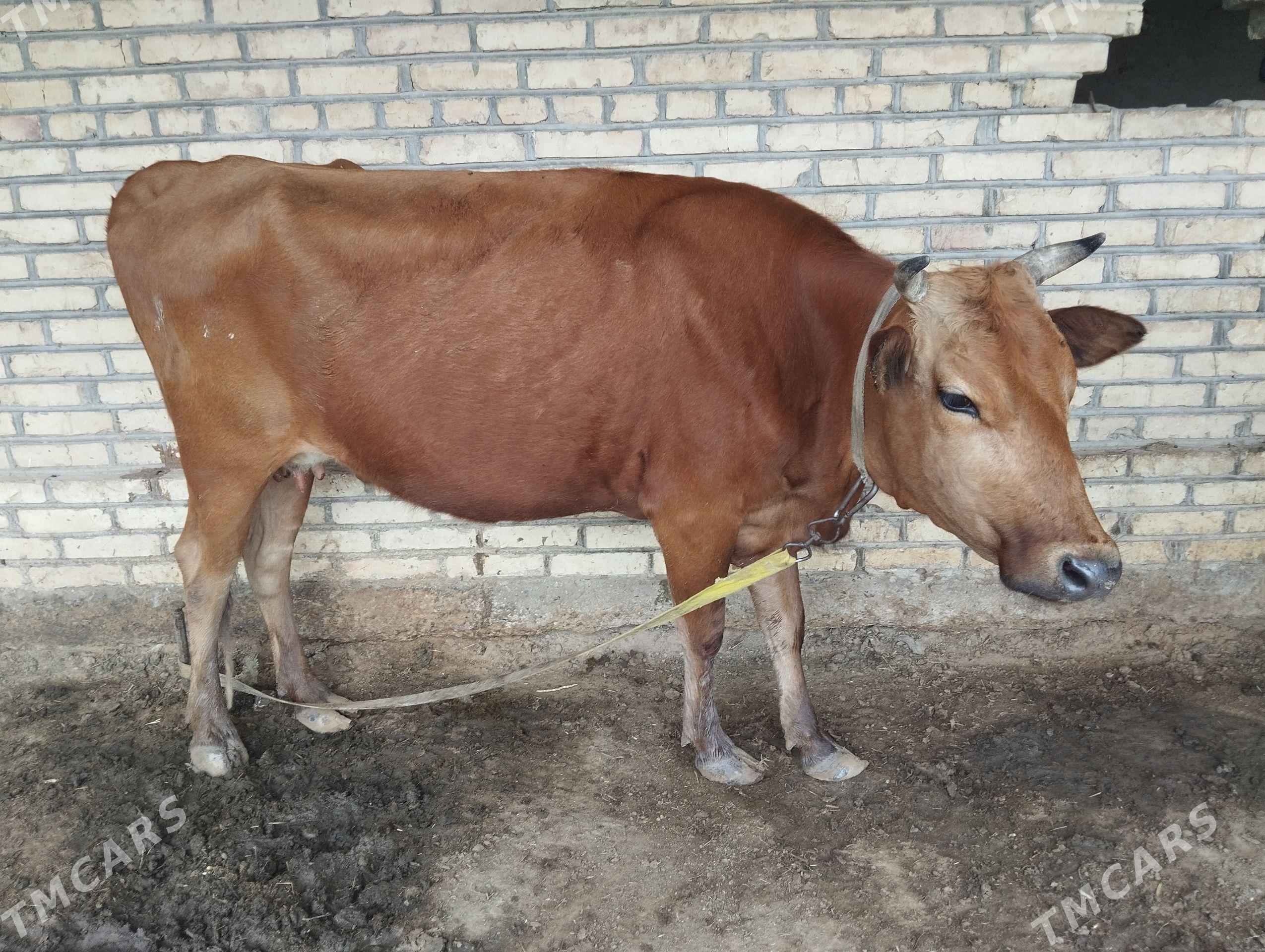 Göleli sygyr - Мары - img 1