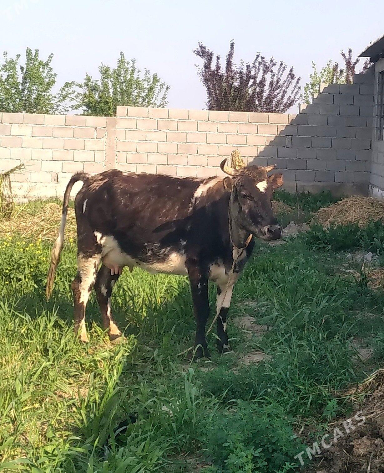 göleli sygyr. - Bäherden - img 1