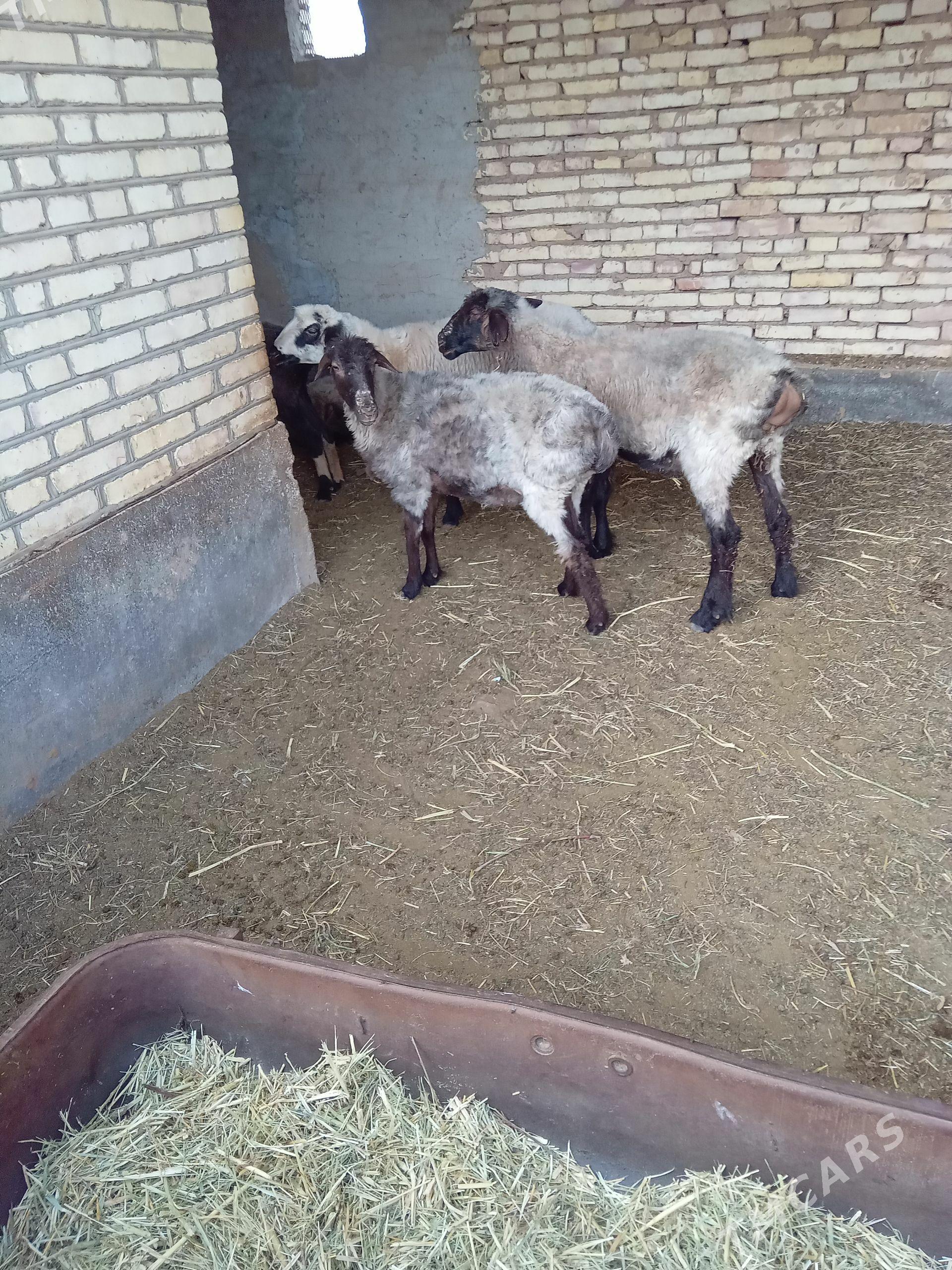 goyun - Babadaýhan - img 1