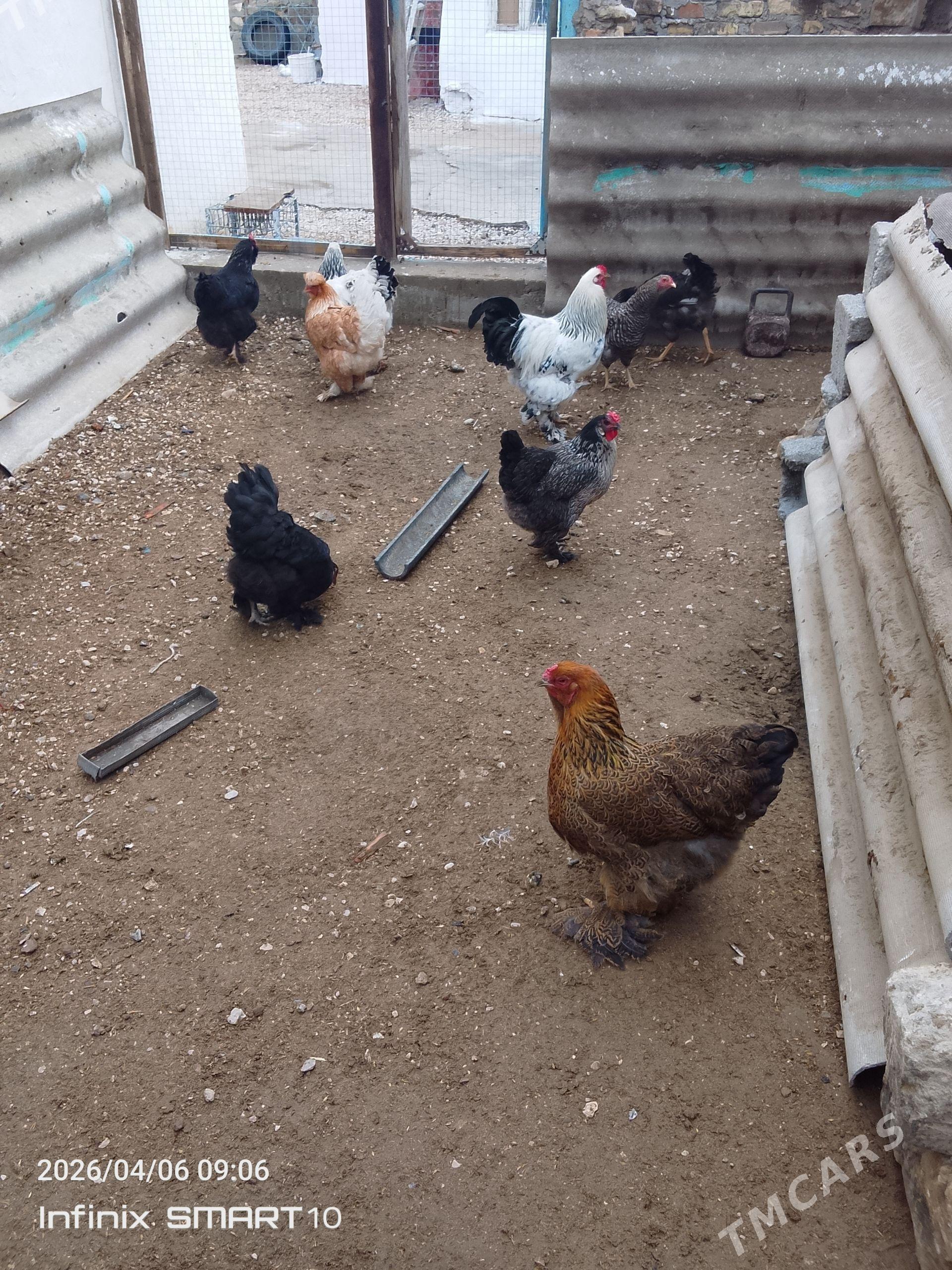 satlyk towuklar - Balkanabat - img 1