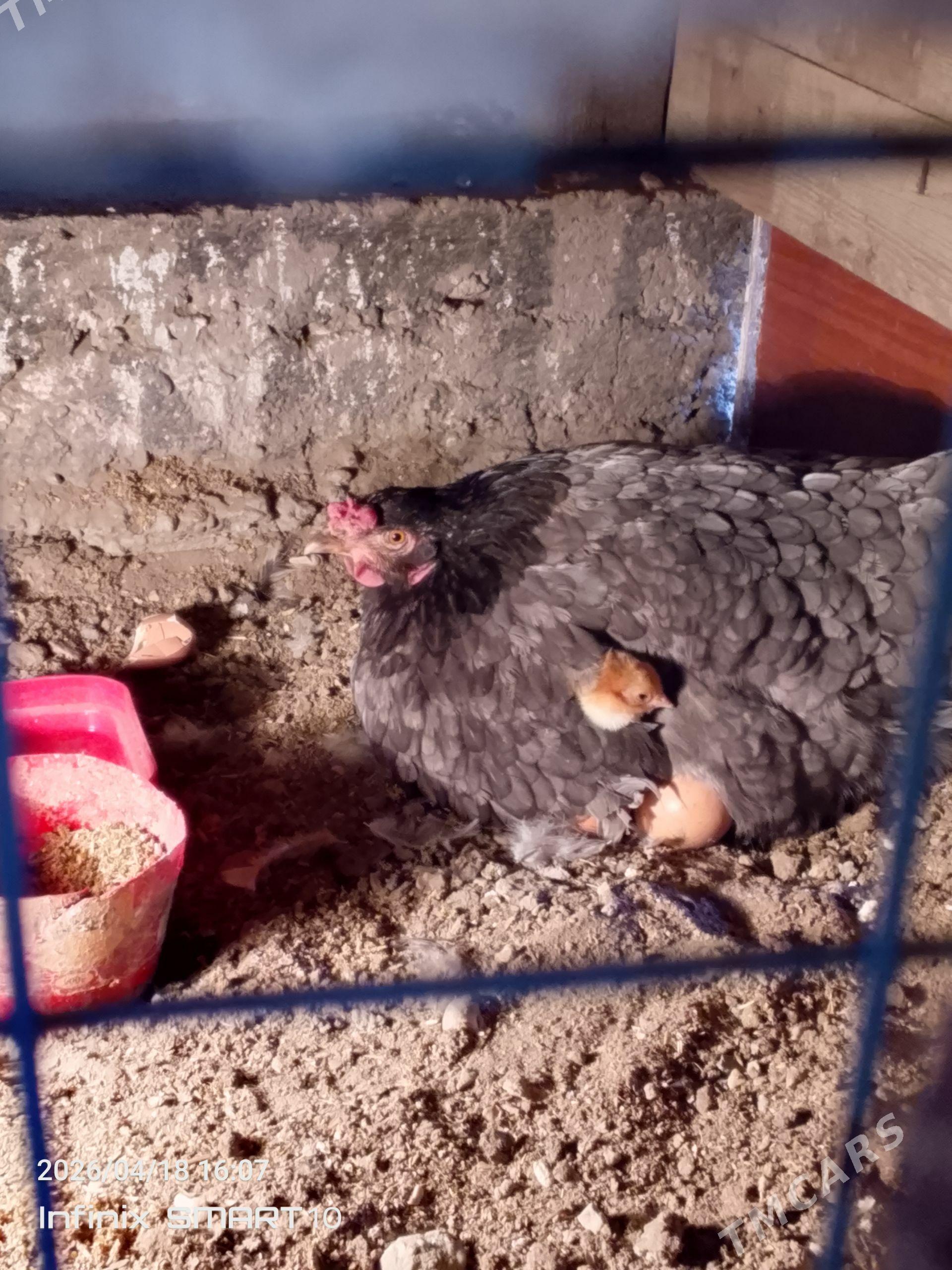 jüýjeli towuk - Балканабат - img 1