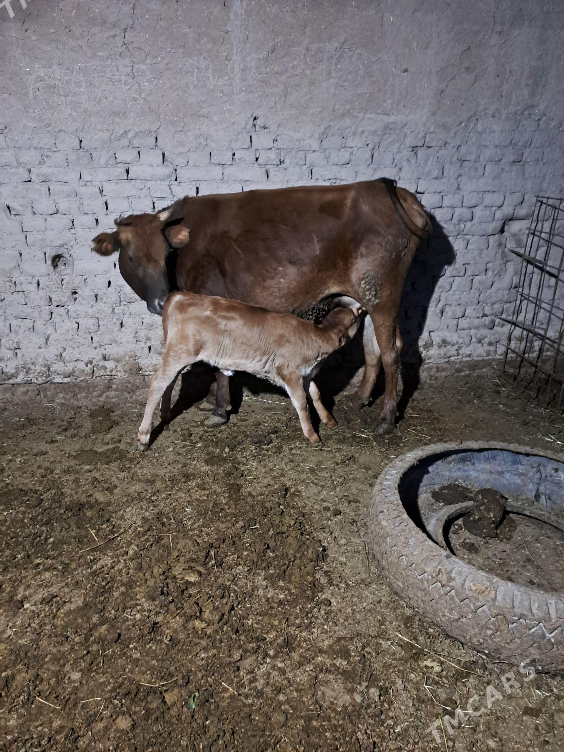 Goleli sygyr - Халач - img 1