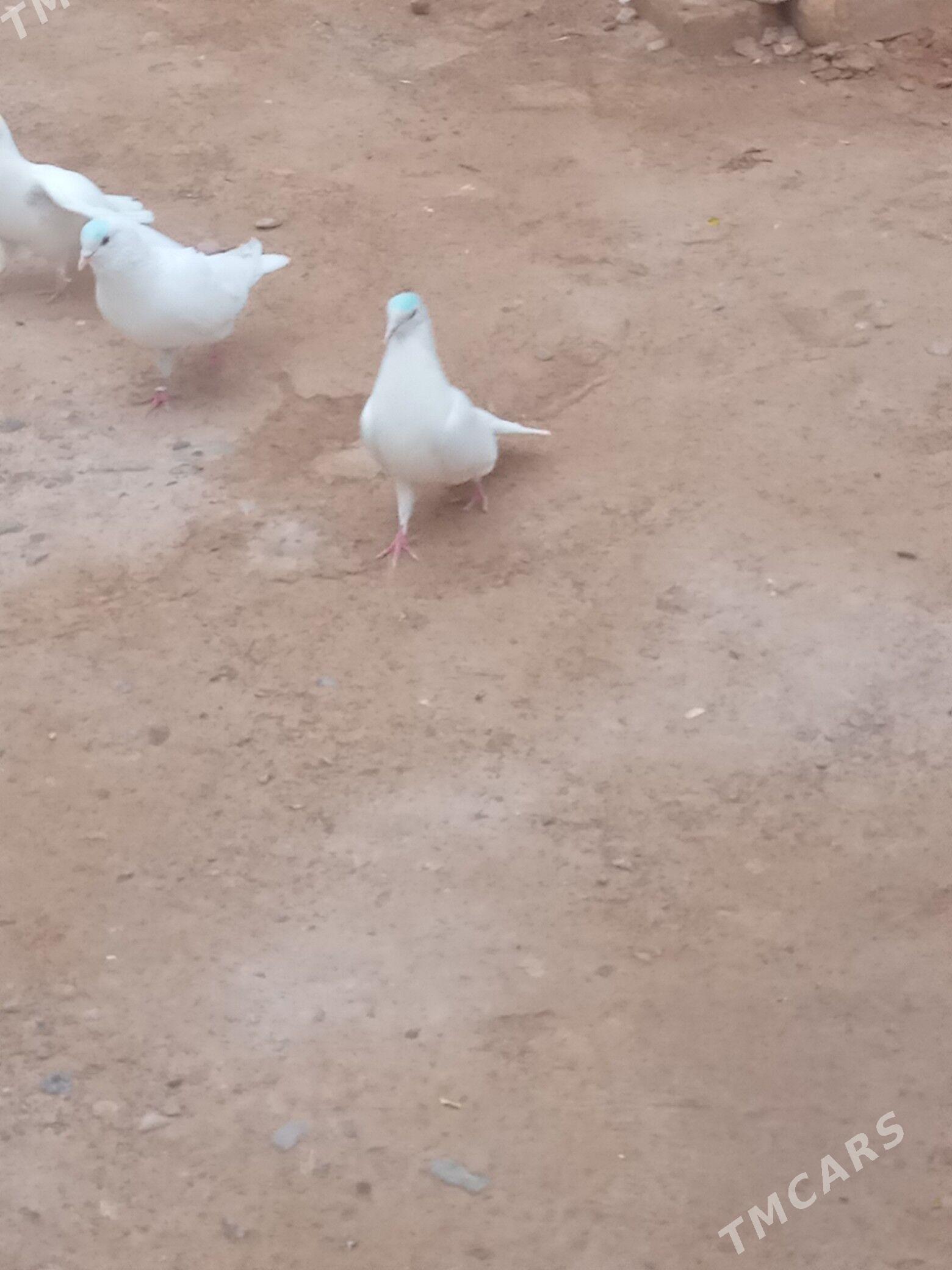 kepderi - Сакарчага - img 1