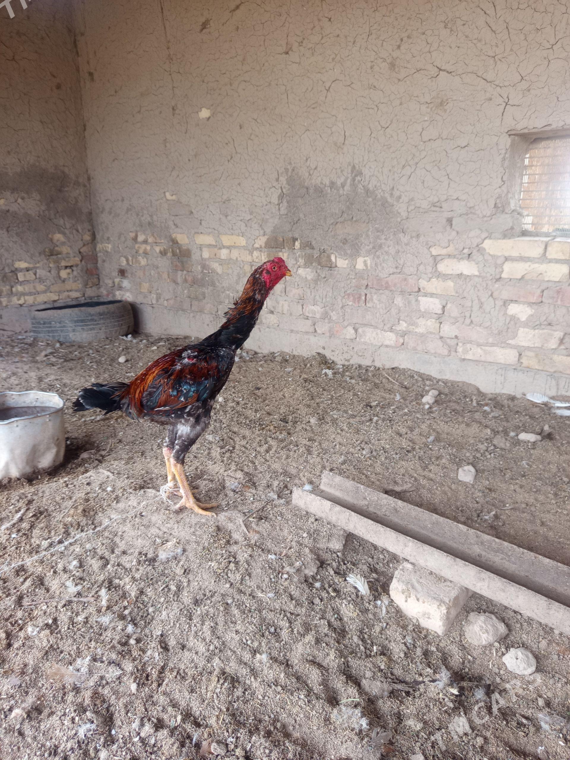 baysok - Чарджоу - img 1