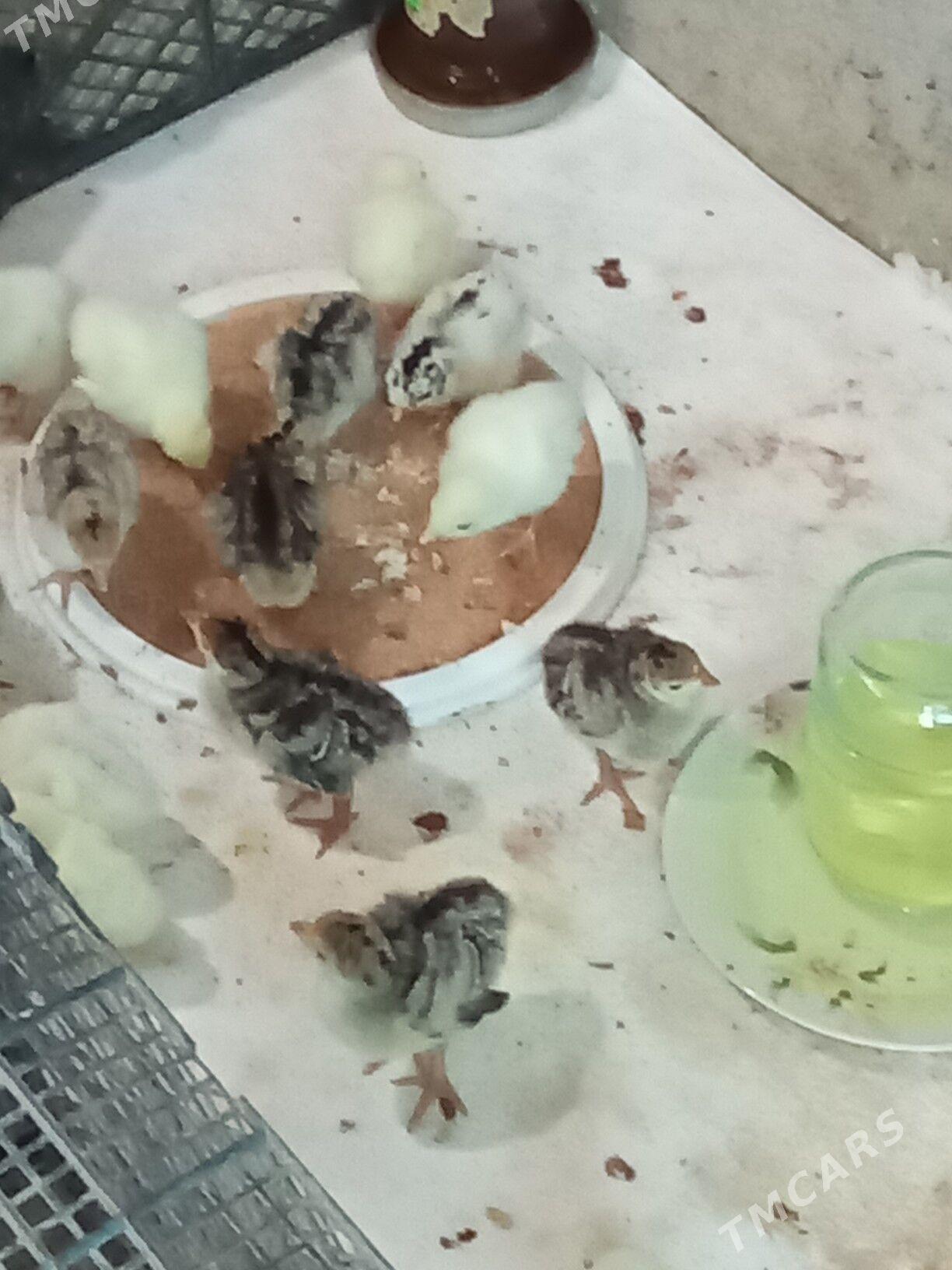 induk - Ýaşlyk - img 1