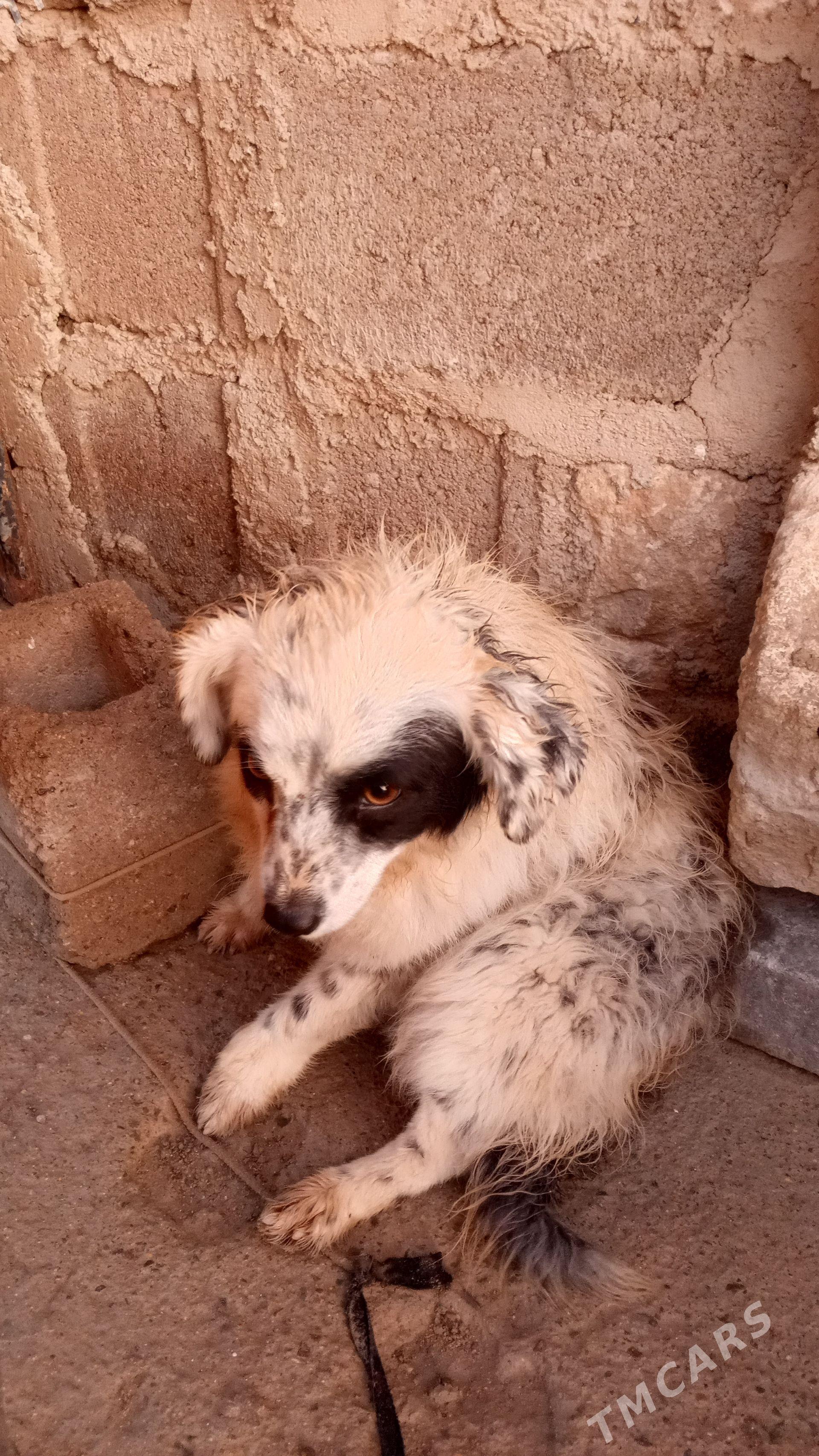 ors gürji - Türkmenbaşy - img 1