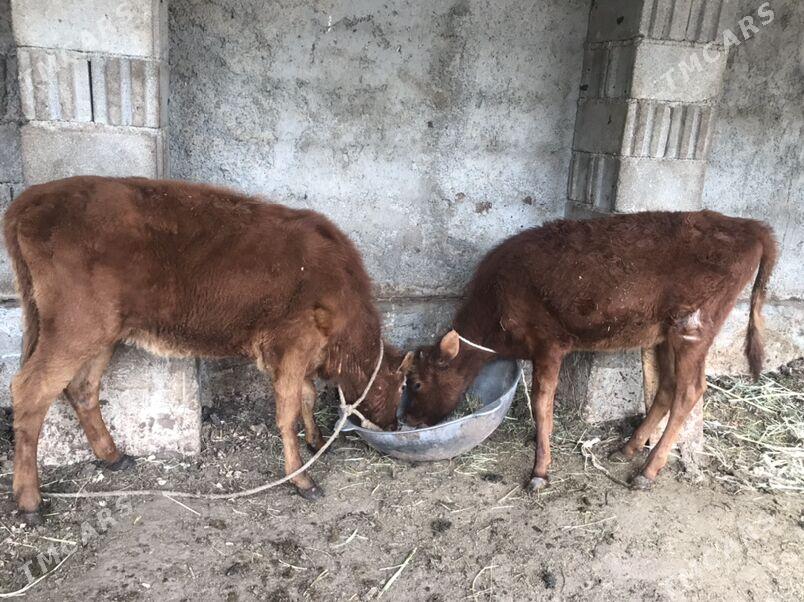 tuwe - Garadamak Şor - img 1