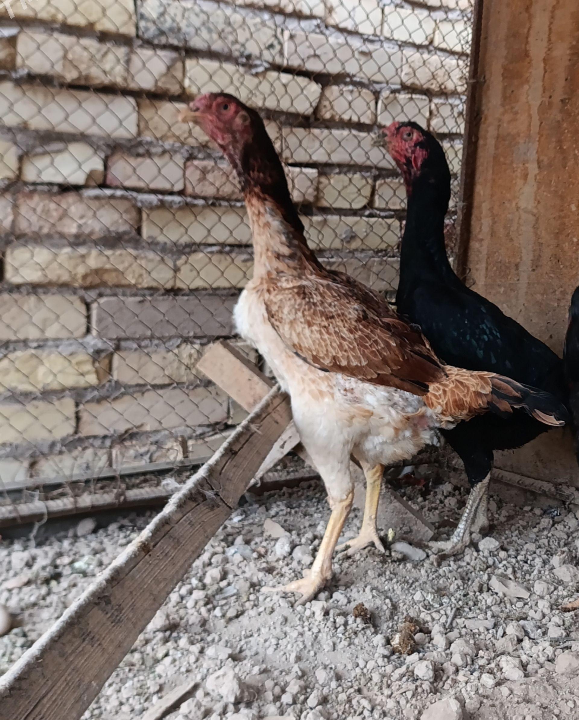 boysowy towyk - Türkmenabat - img 1