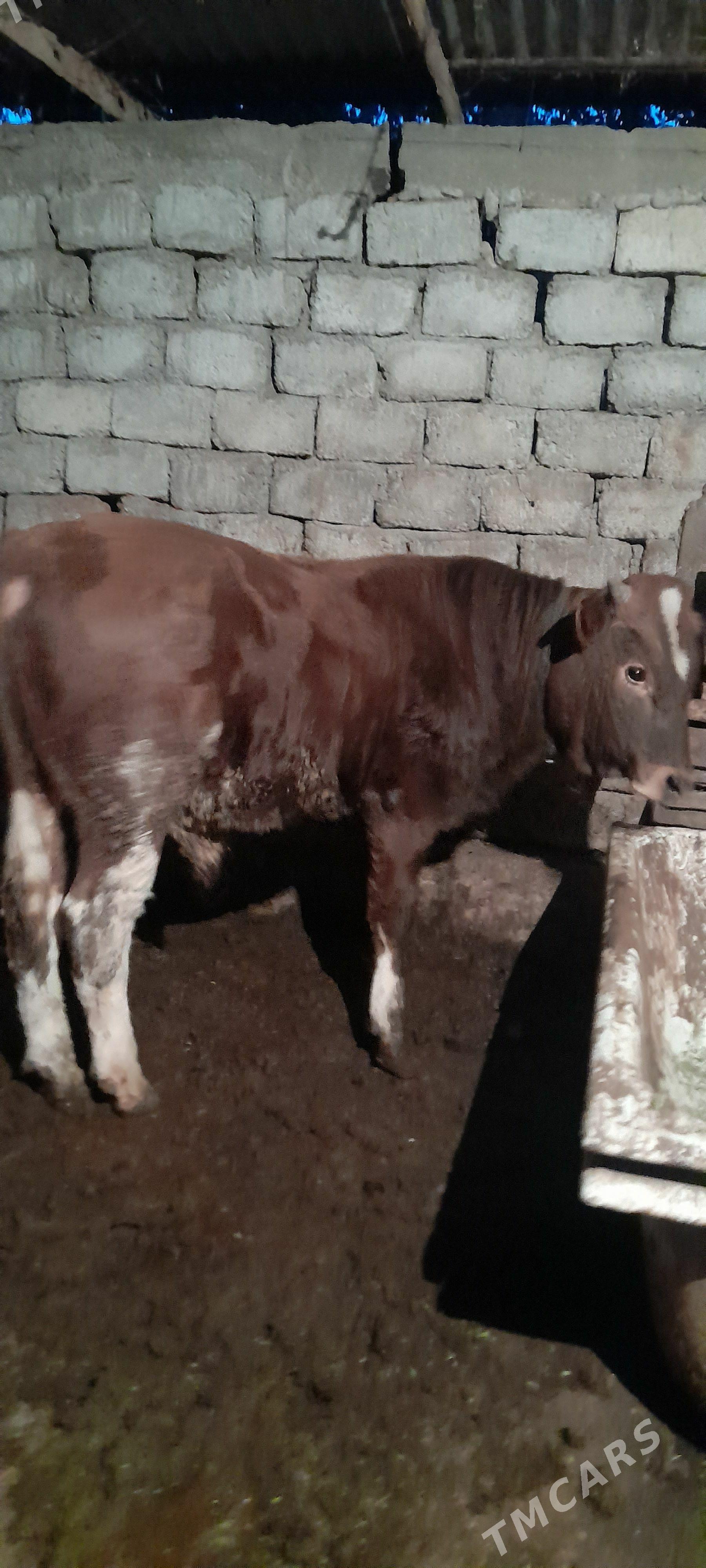 okuz - Гарадамак - img 1