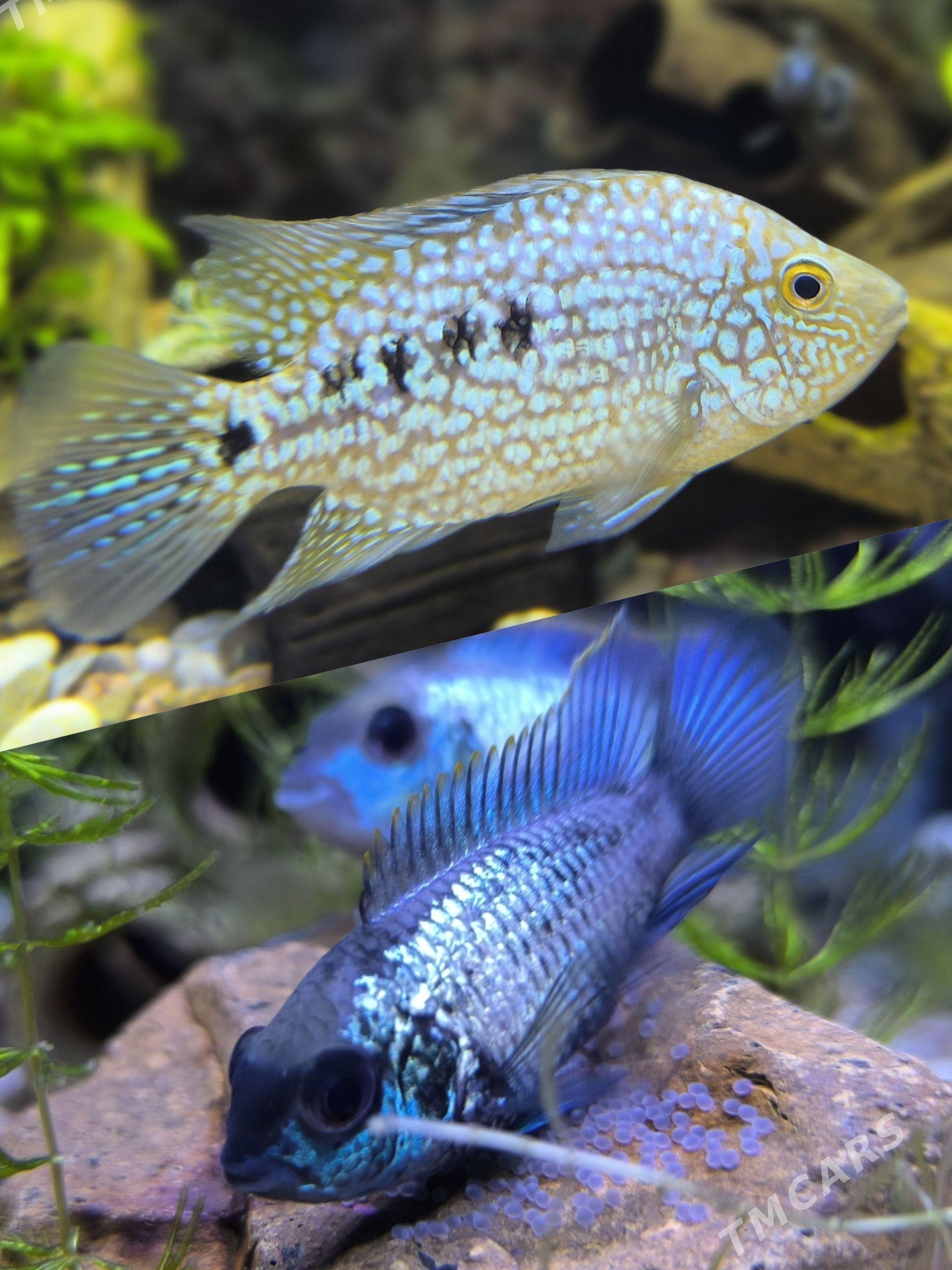 Sihlida malek - Podwoýski köç. (Bitarap Türkmenistan şaýoly) - img 1