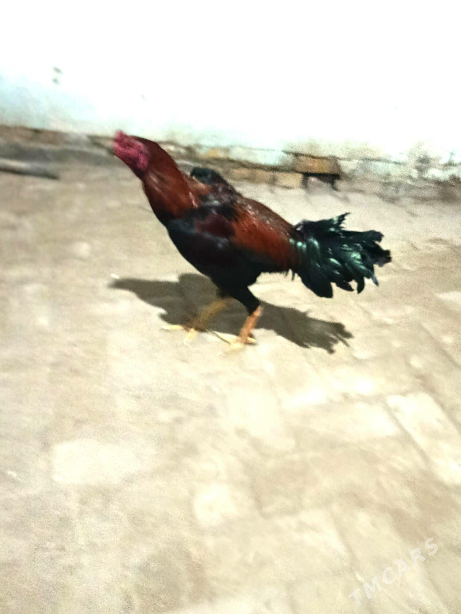 Horaz - Kerki - img 1