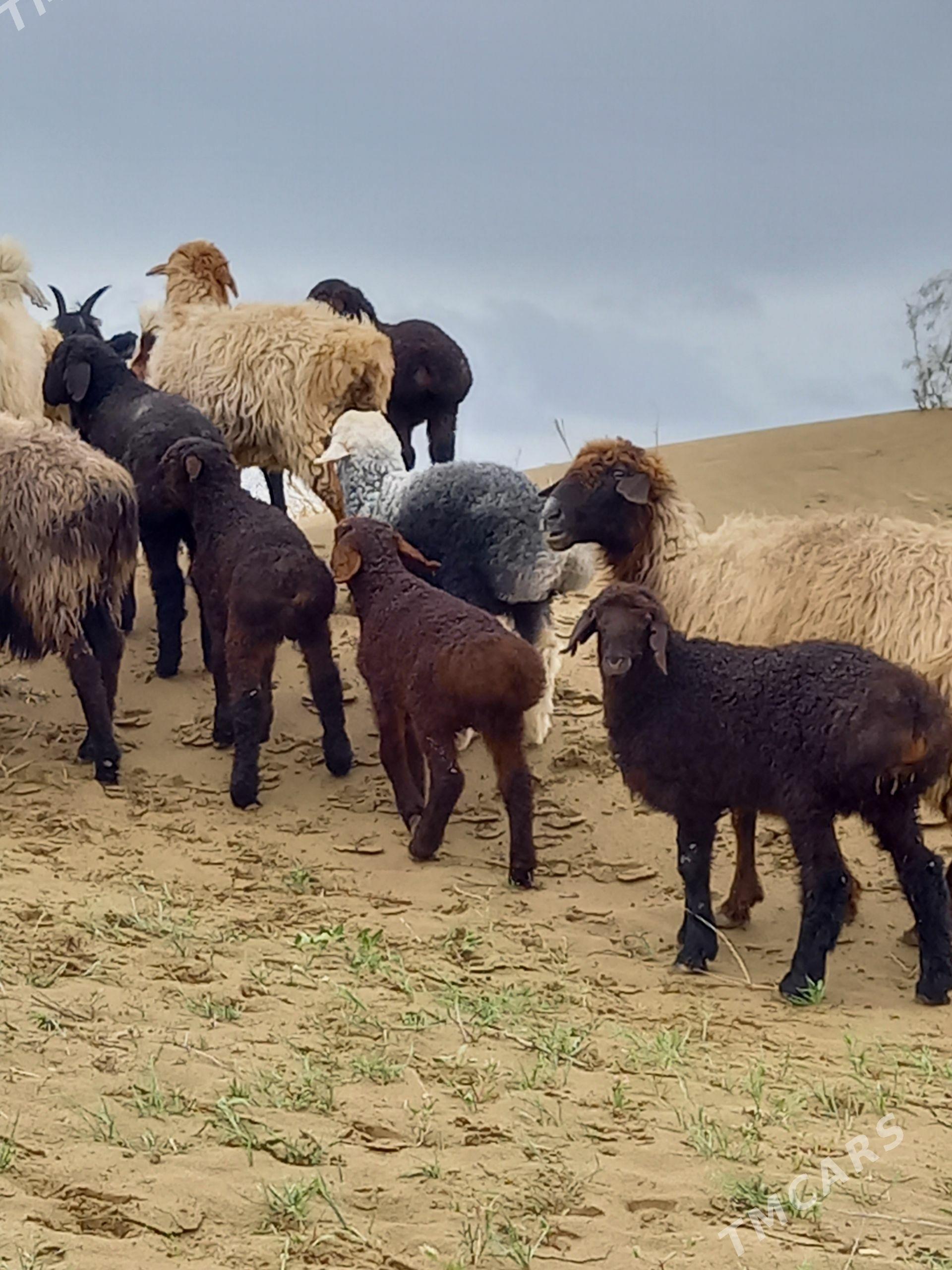 Goyun - Гызыларбат - img 1