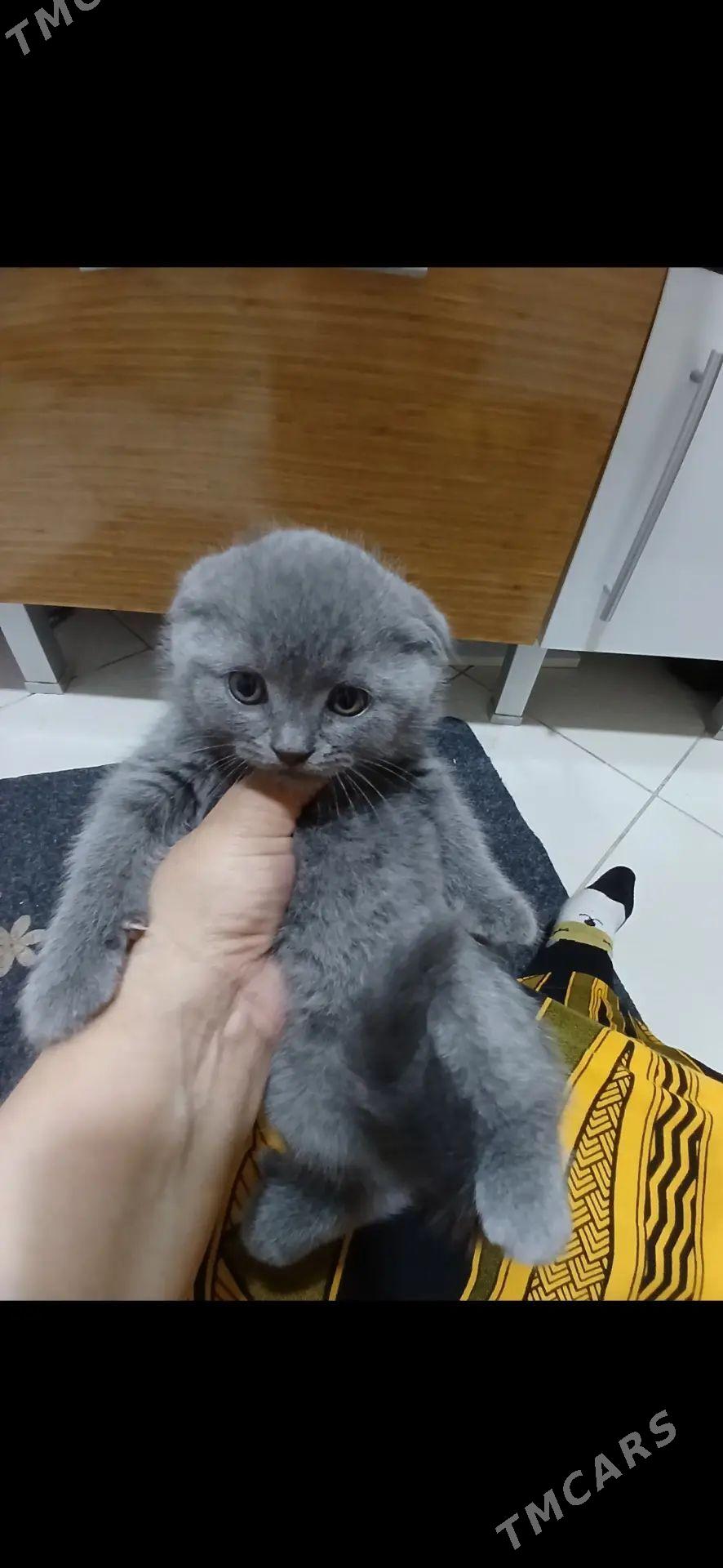 şotland шотландский pişijek - Ашхабад - img 1