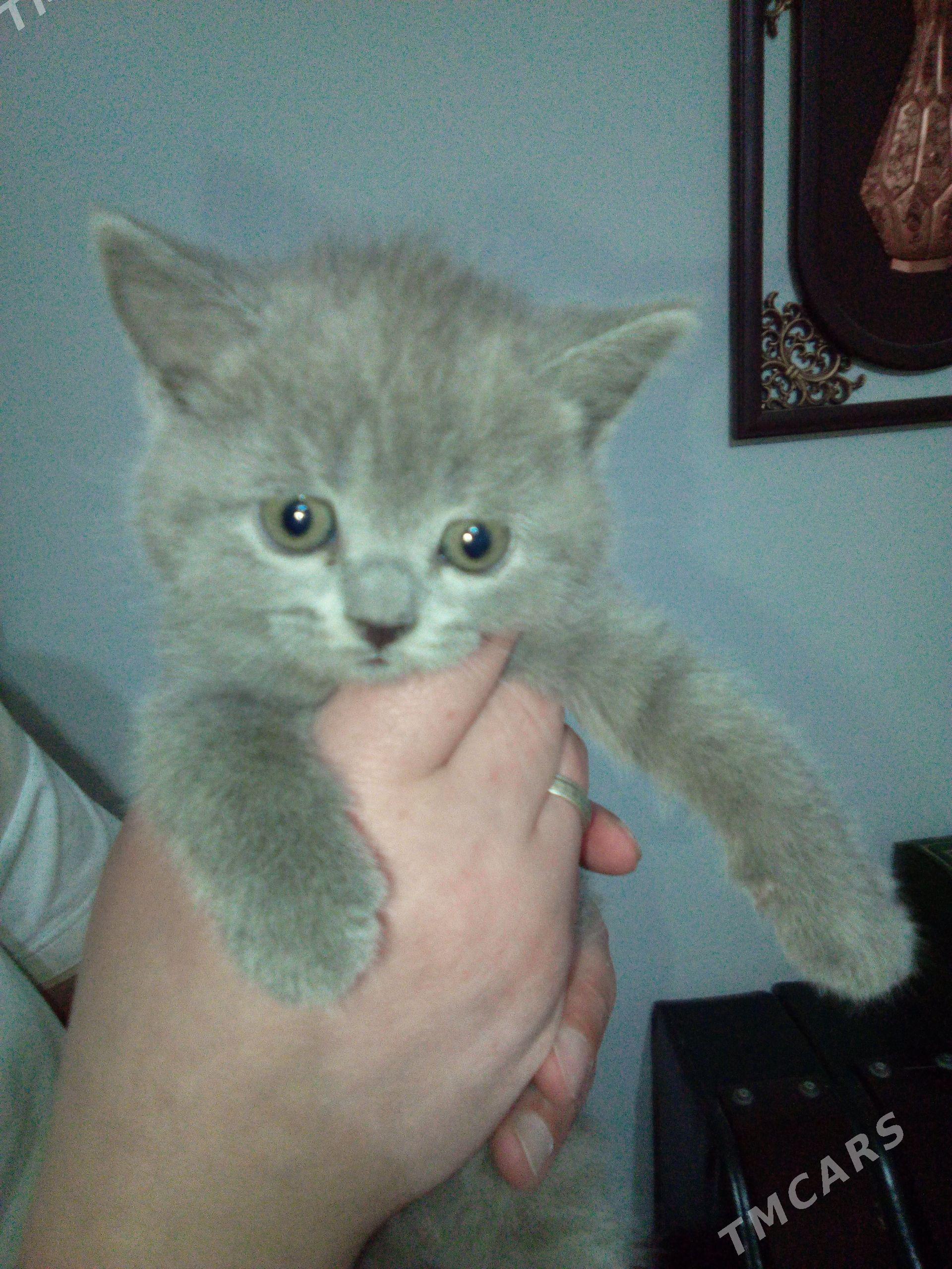 шотландские котята - Aşgabat - img 1