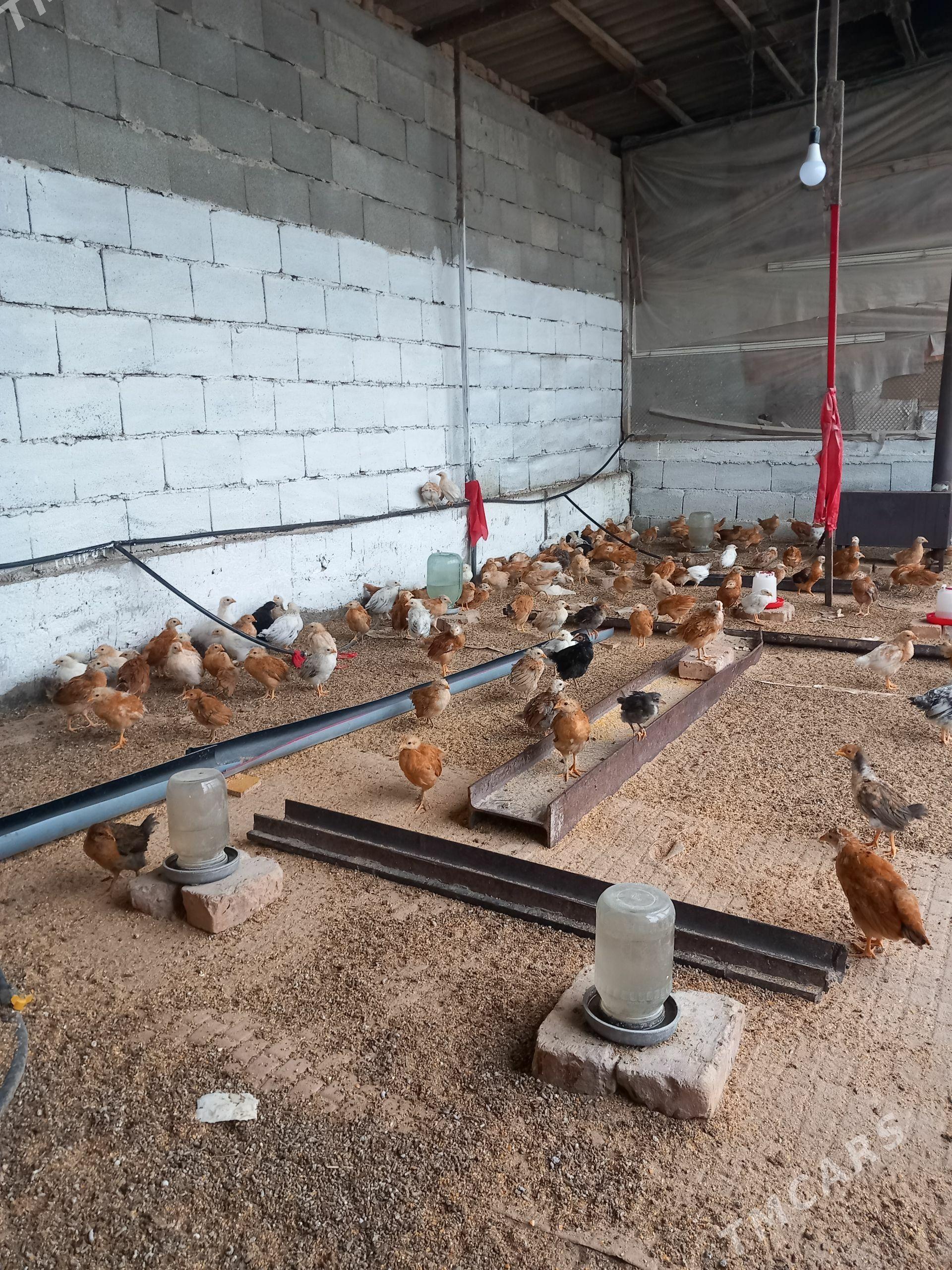 juje - Гёкдепе - img 1