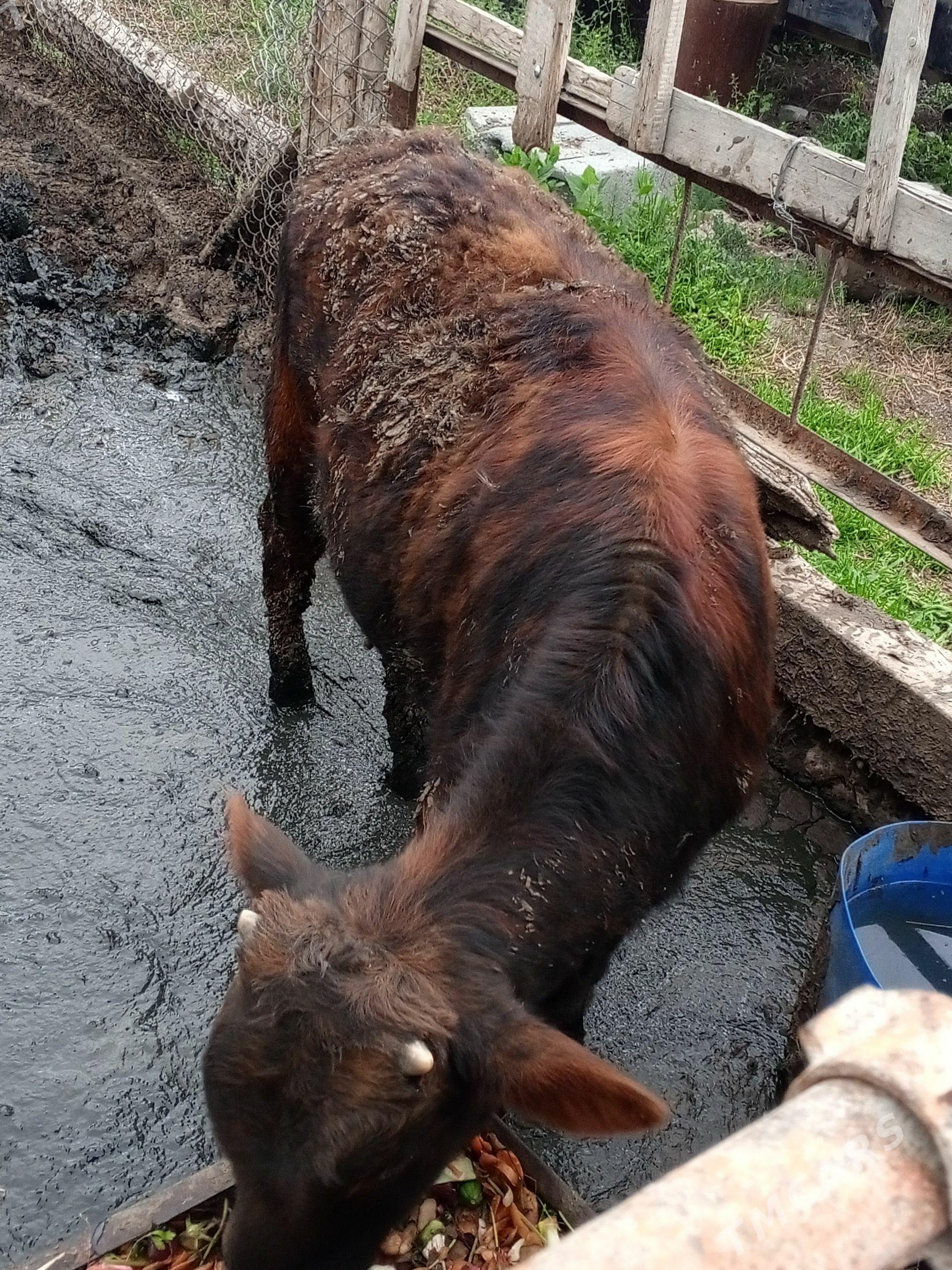 öküz tuwe - Gökdepe - img 1