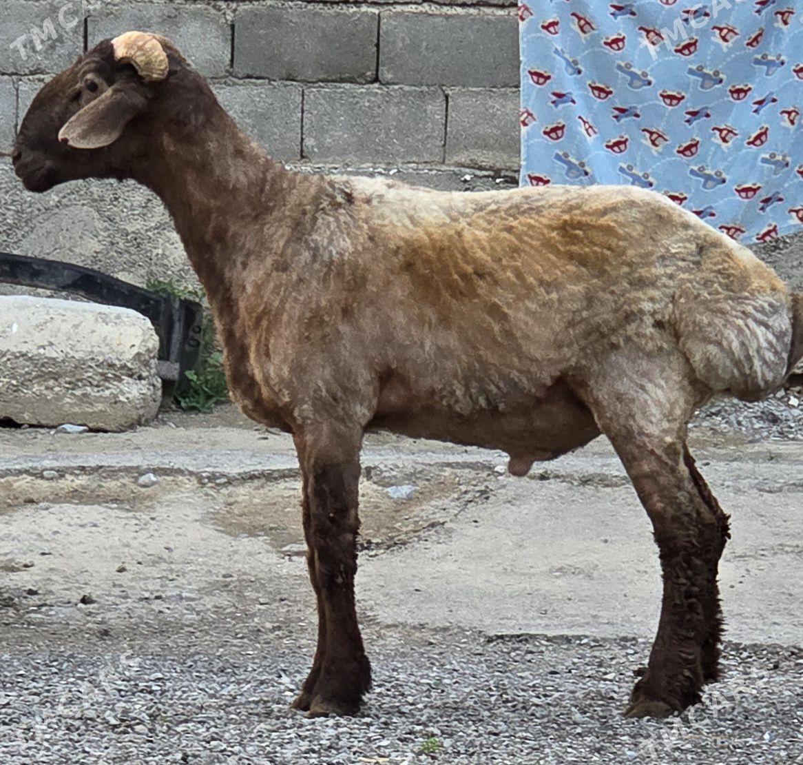 goç gisar - Ашхабад - img 1