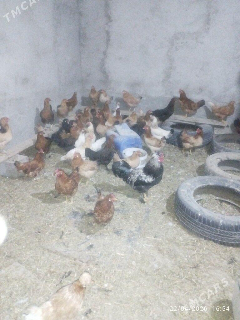 towuk - Бахарден - img 1