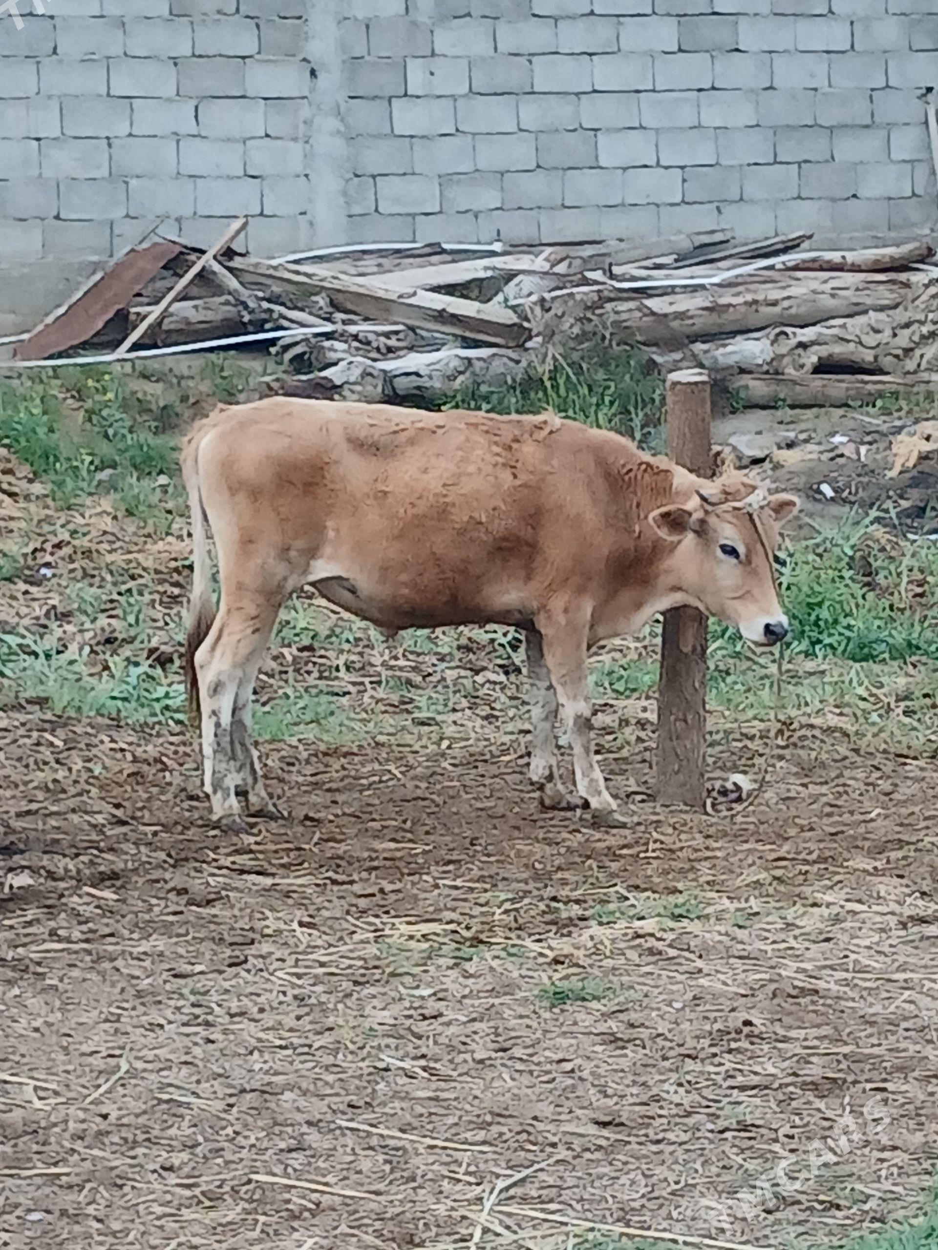Biçik okuz - Гёкдепе - img 1