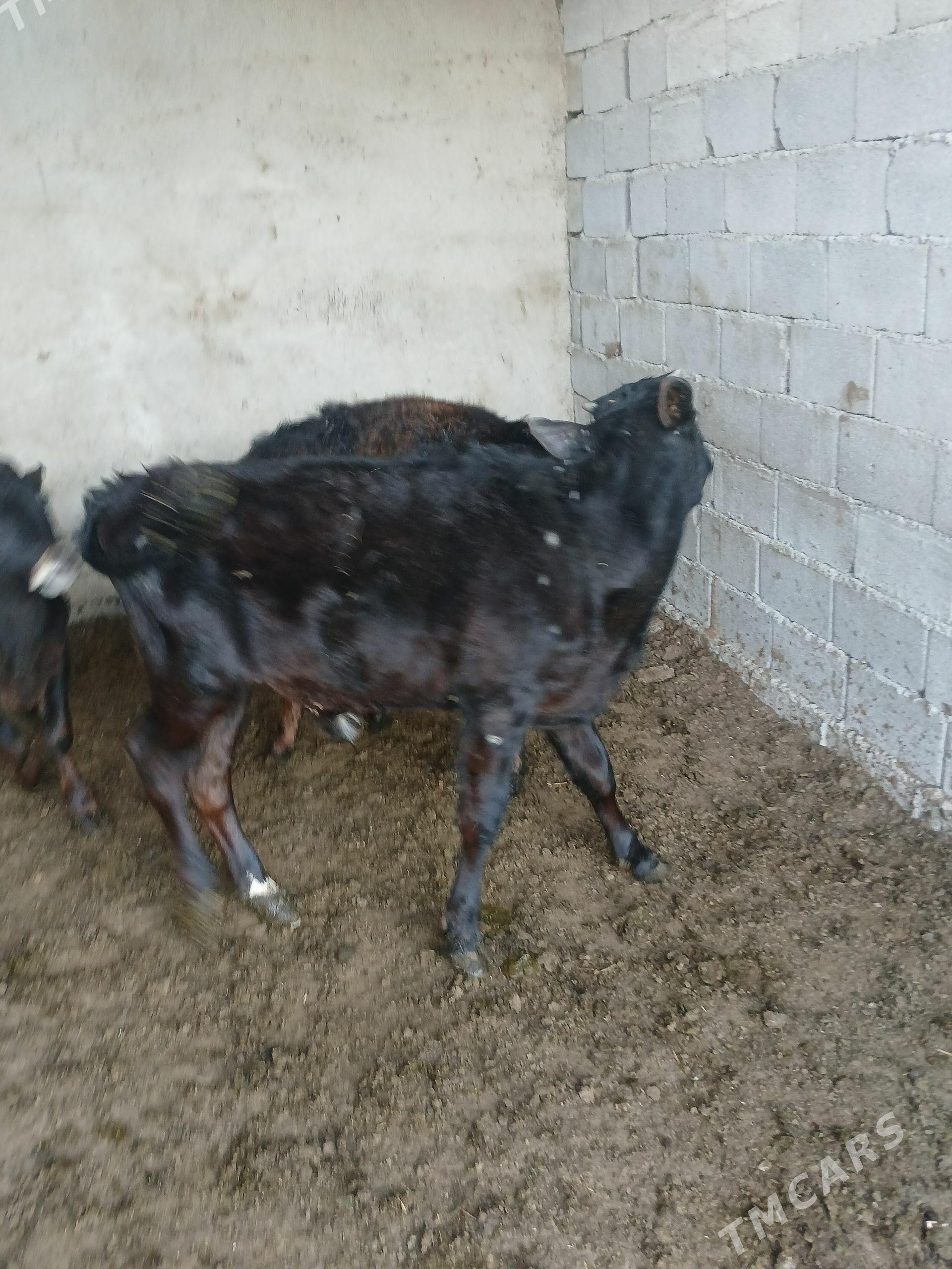 Okuz - Ялкым - img 1