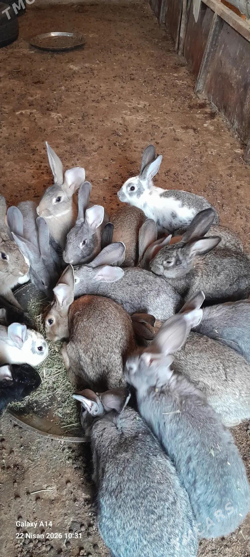 тогшан 6 ай болуп гечен - Mary - img 1