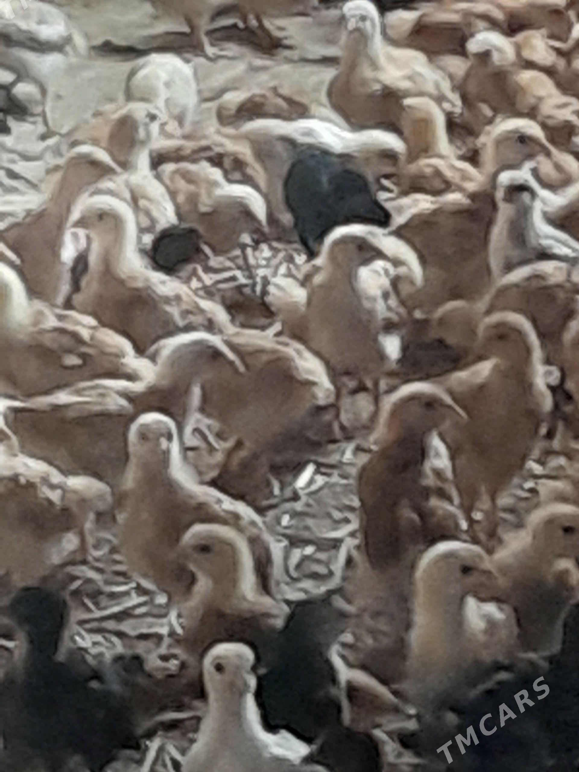 jüje - Шабатский этрап - img 1