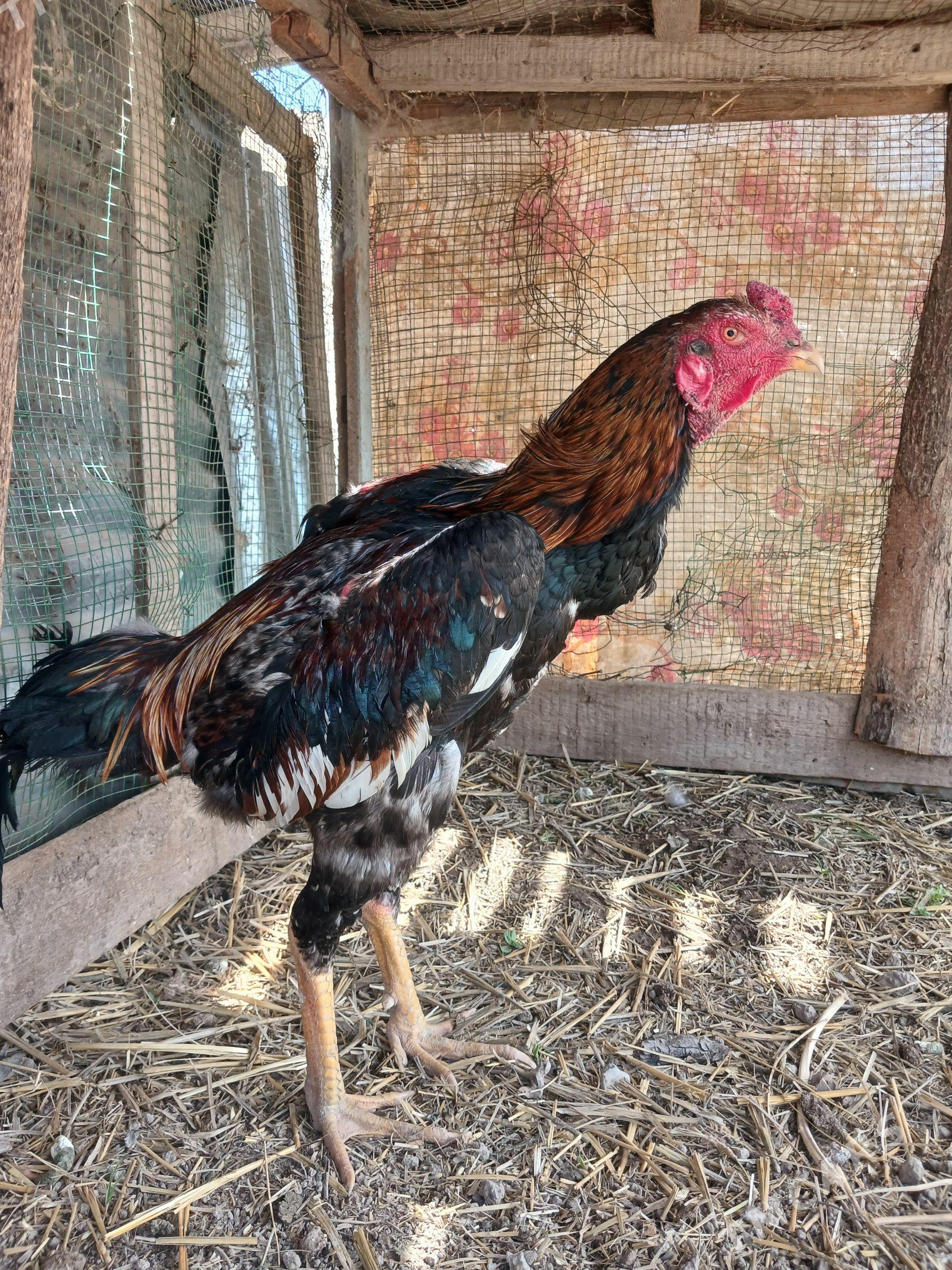 baysok - Чарджоу - img 1