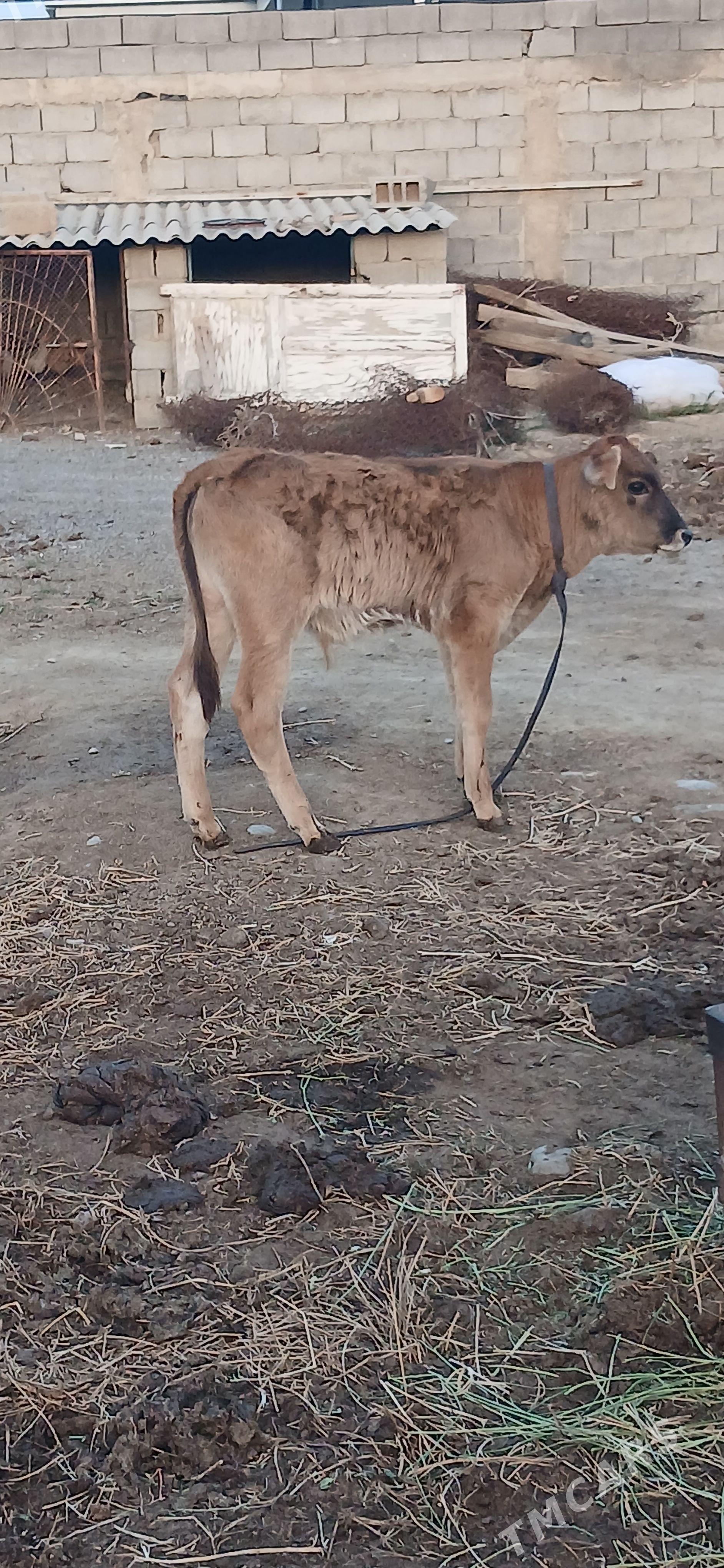 öküz - Änew - img 1