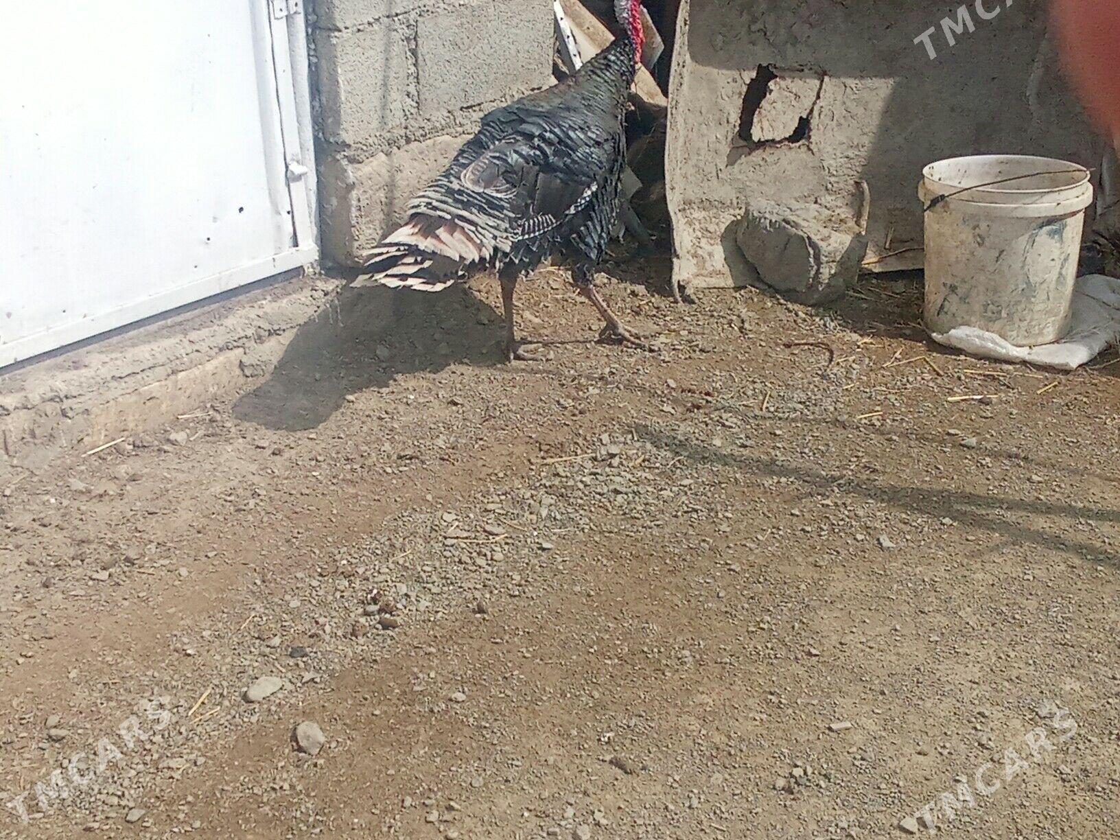 Induk - Bereket - img 1