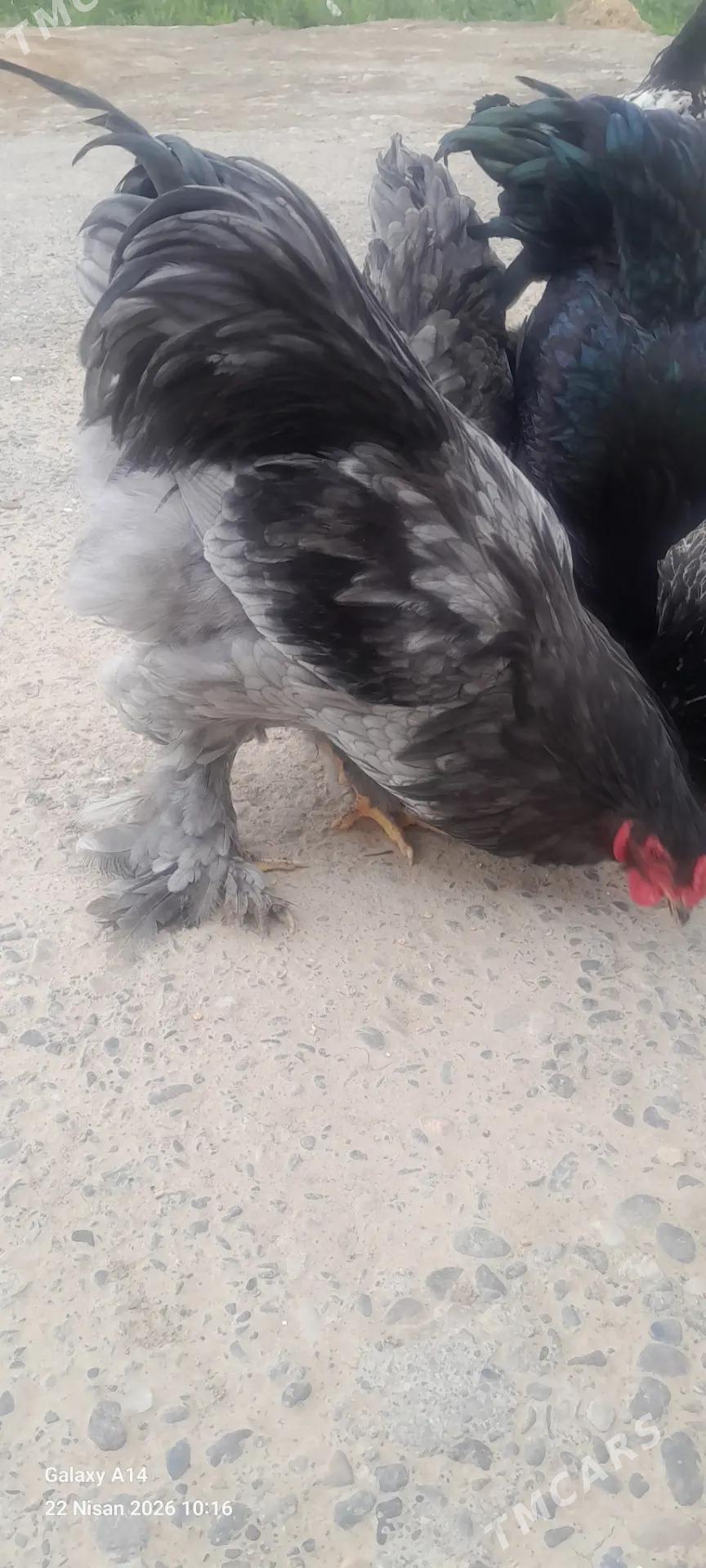 брама хоразлар ве товуклар - Mary - img 1