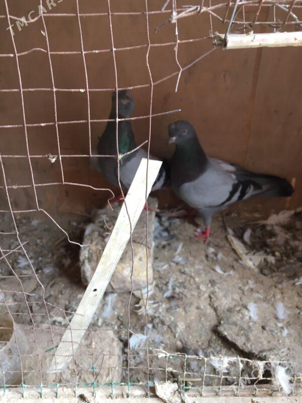 голубы - Türkmenabat - img 1