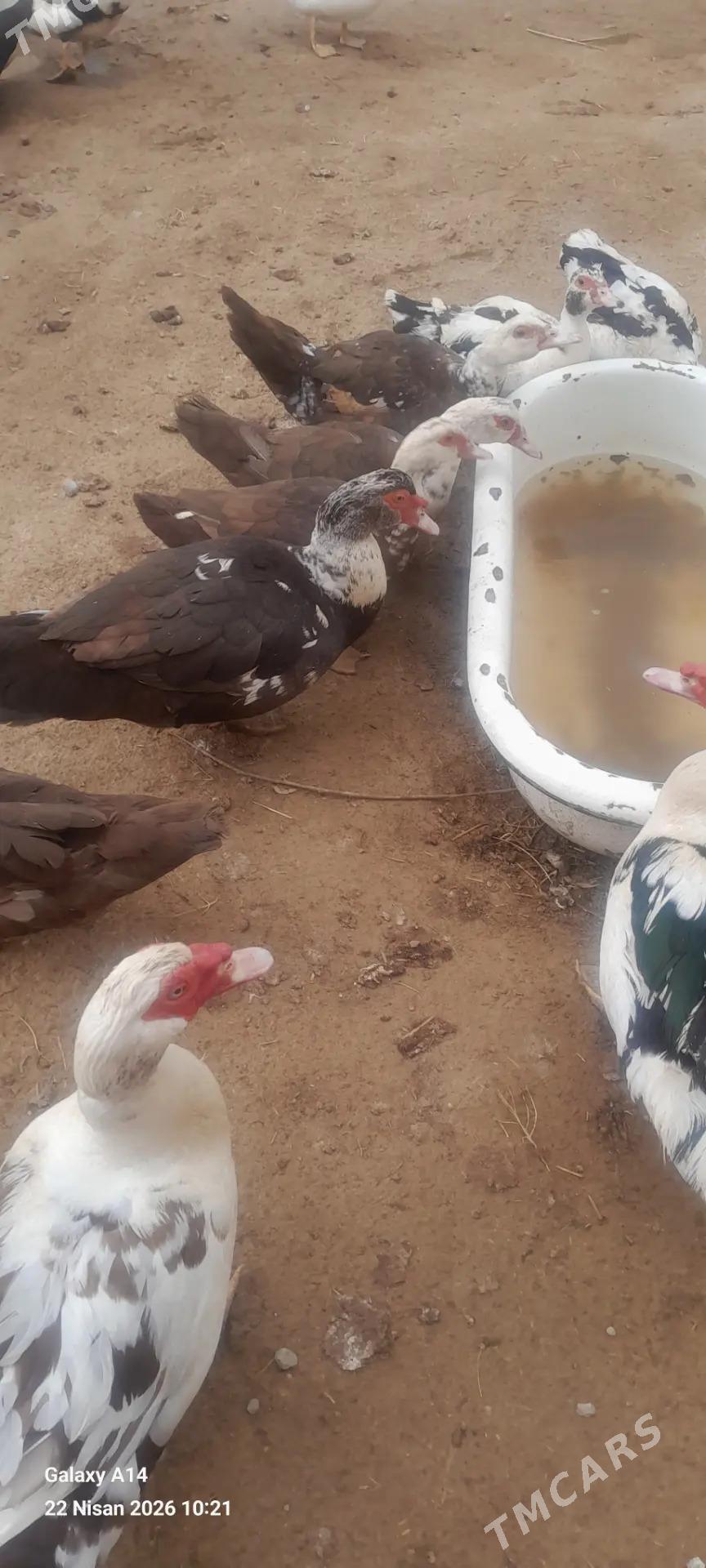 индутга ордек - Мары - img 1