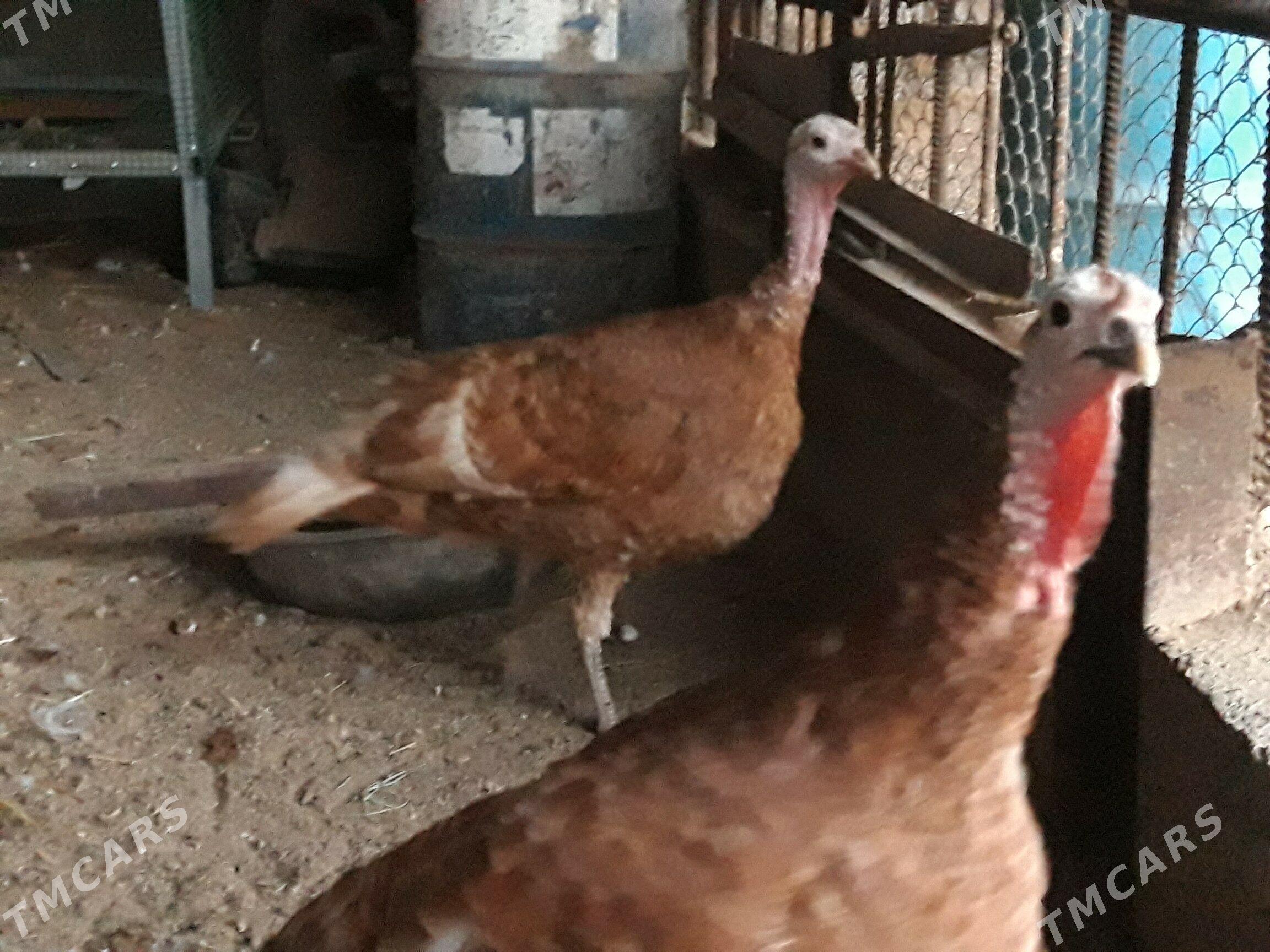 towuk induk - Бузмеин - img 1