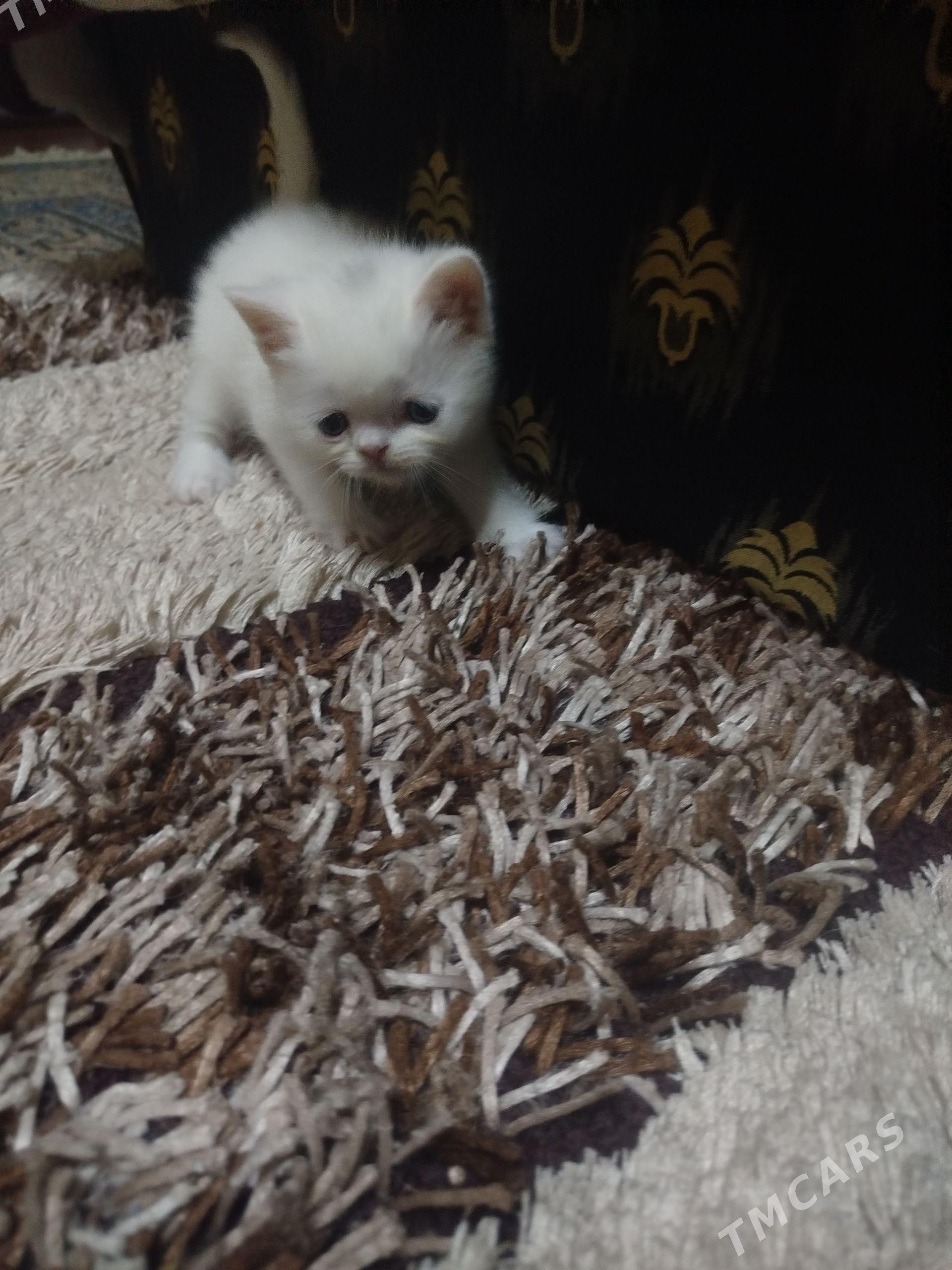 катёнок - Aşgabat - img 1