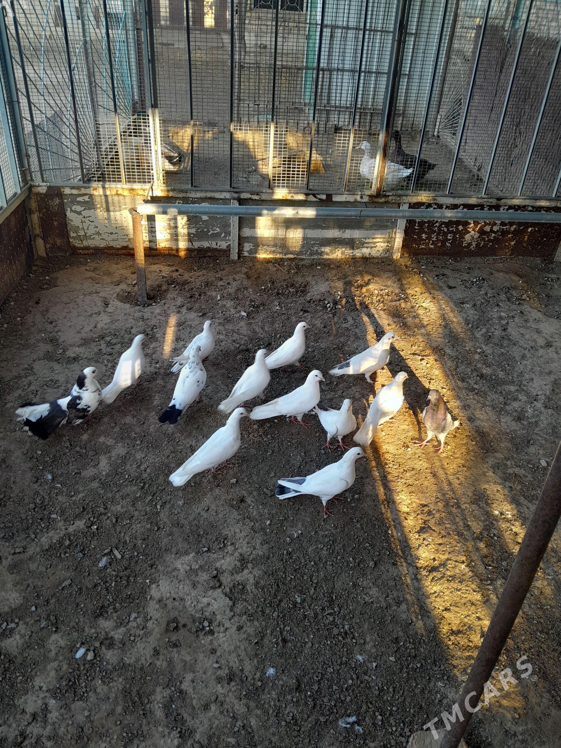 Kepderi  - Bereket - img 1