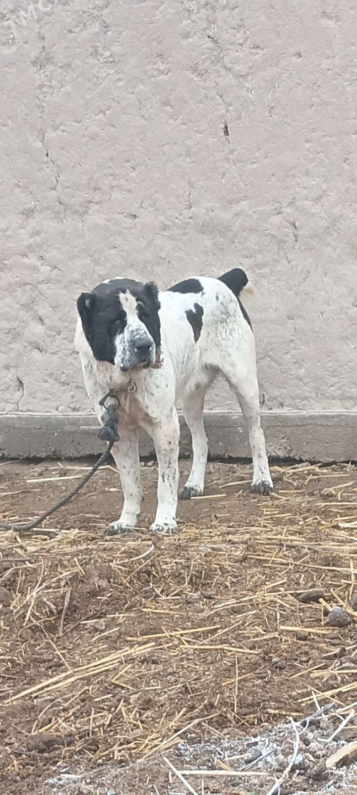 Balu - Акдепе - img 1