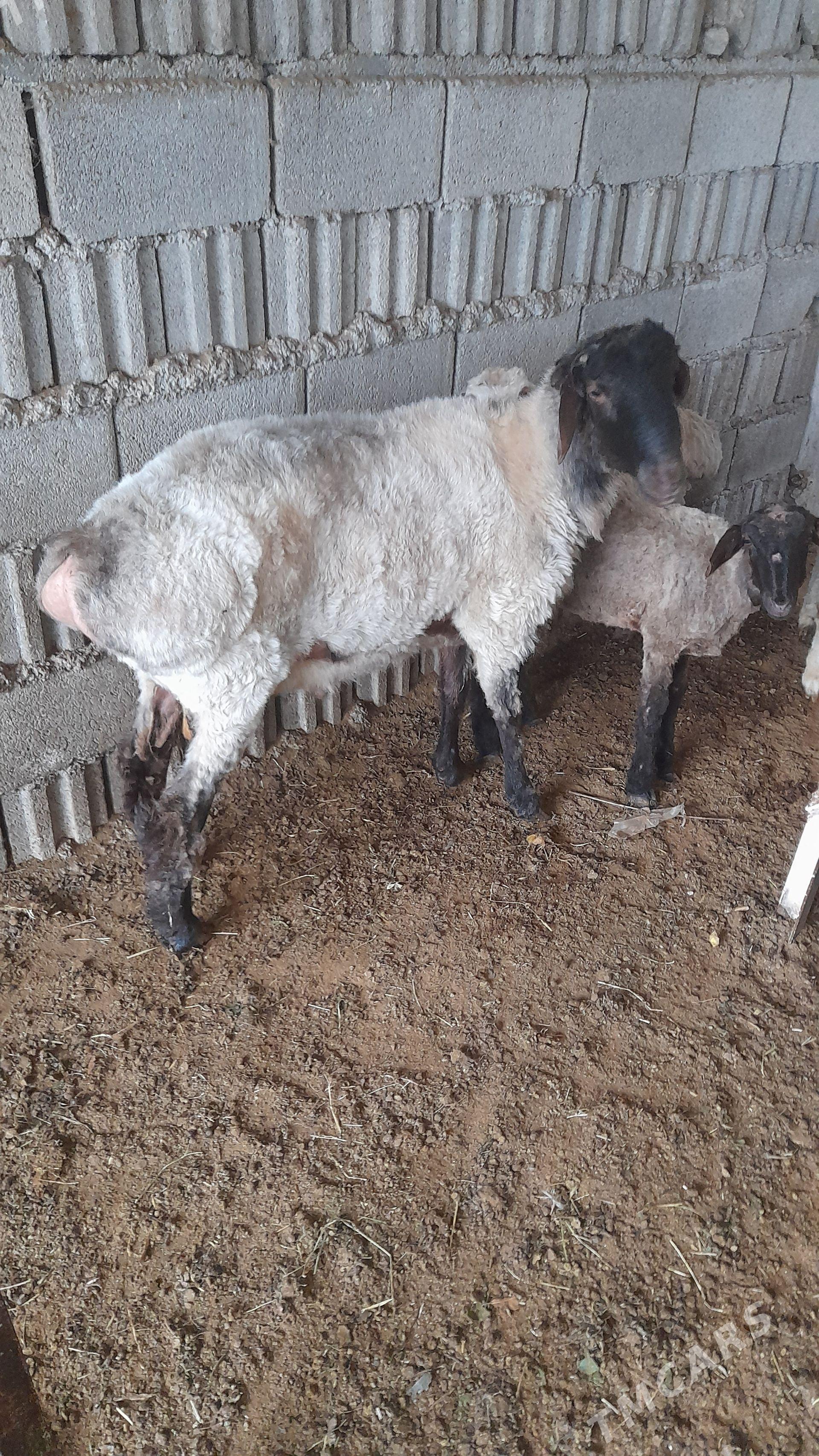 goyun - Ак-Бугдайский этрап - img 1