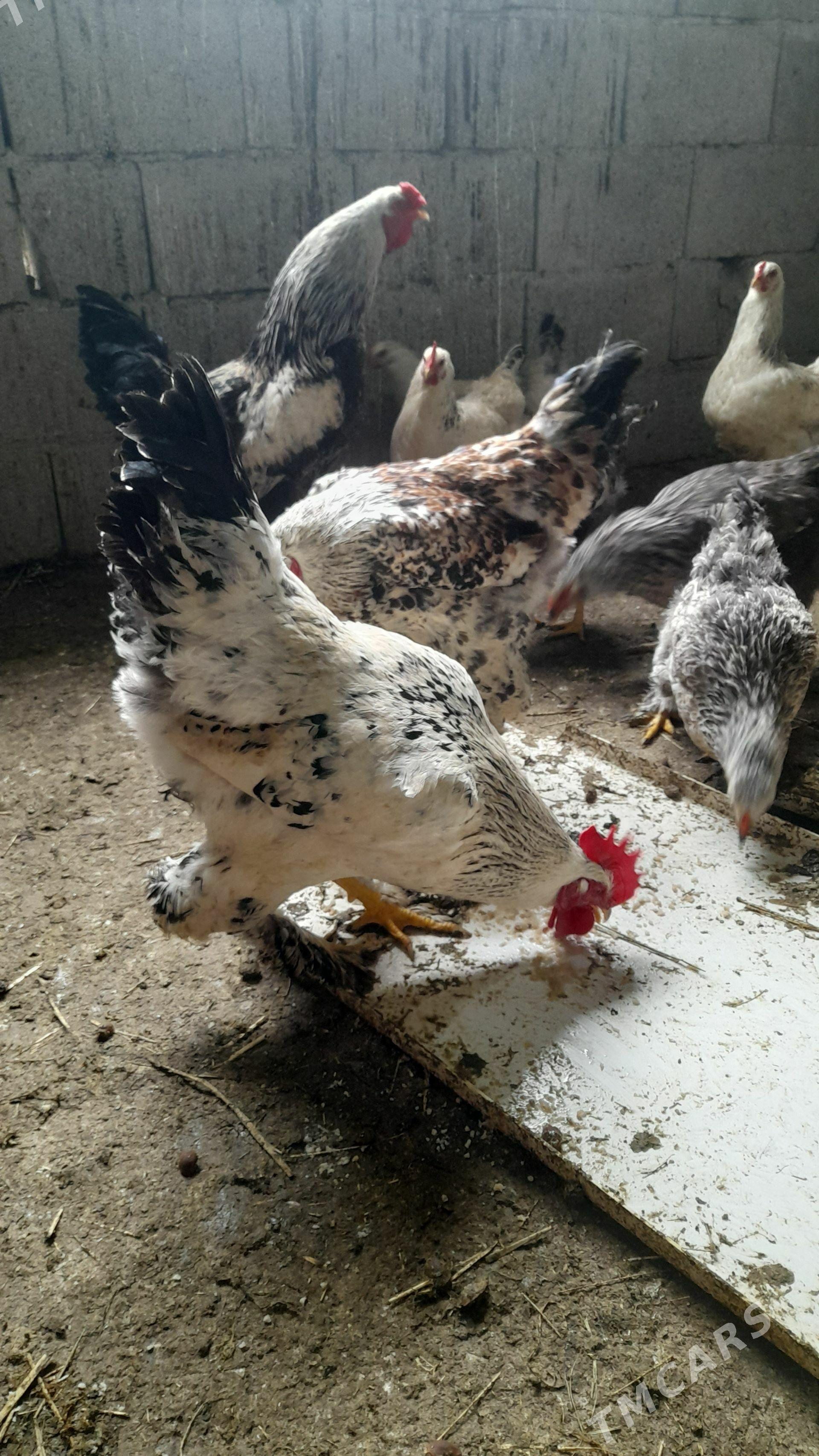 horoz - Ak bugdaý etraby - img 1