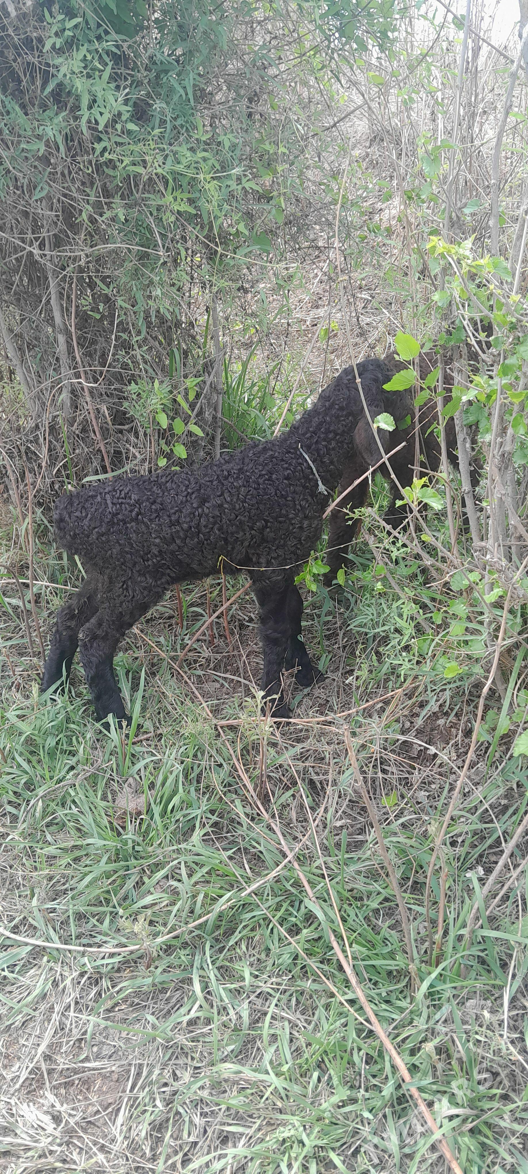 Guzylar - Болдумсаз - img 1