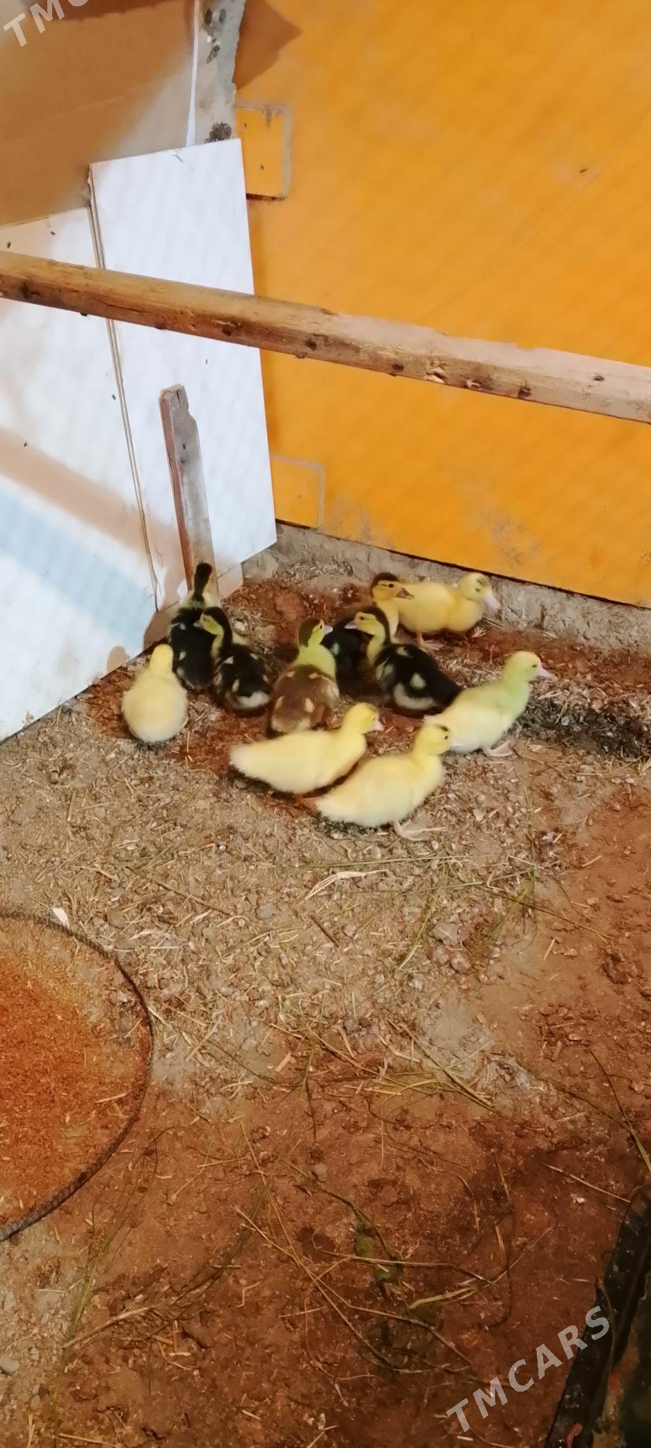 indawutga juje - Gypjak - img 1