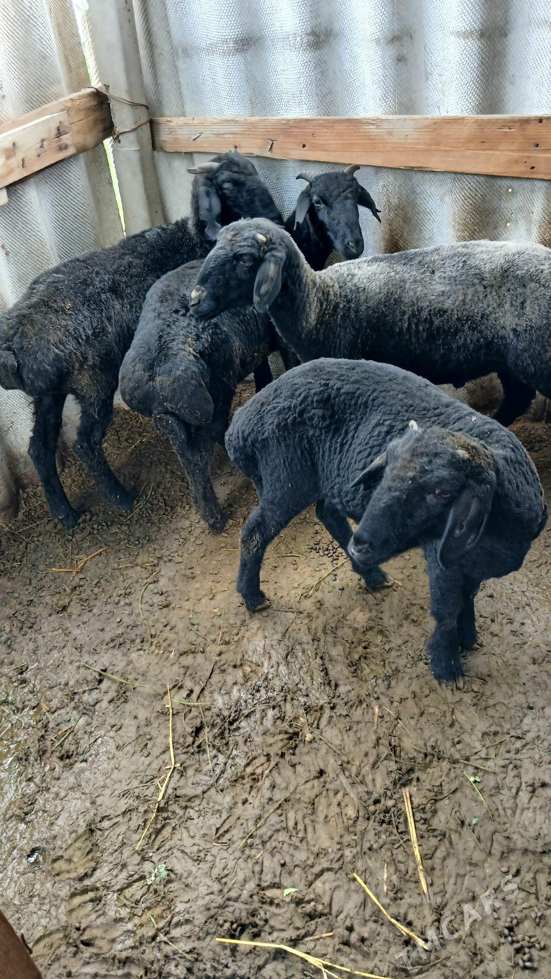 Garaköl işşek - Гёкдепе - img 1