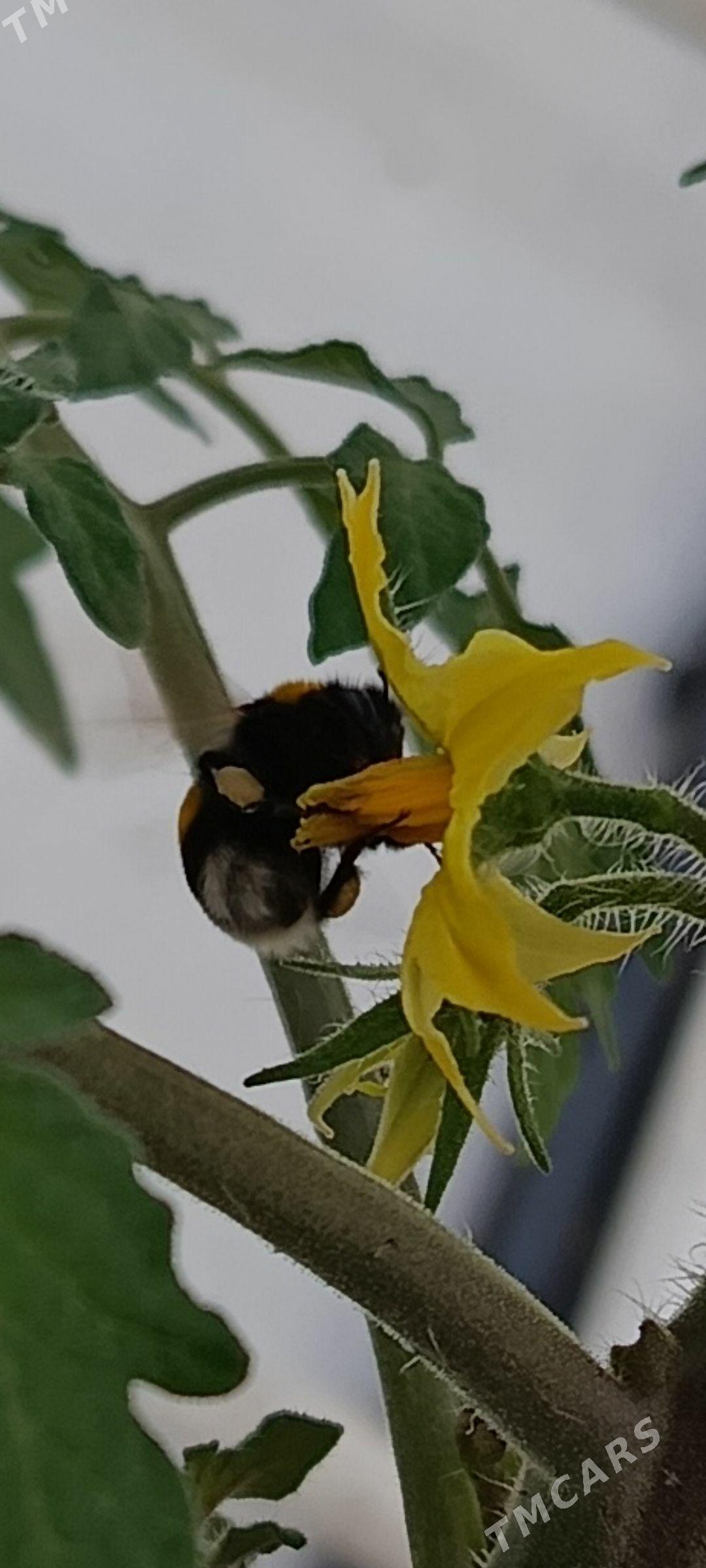 agronom teplissa - Анев - img 1