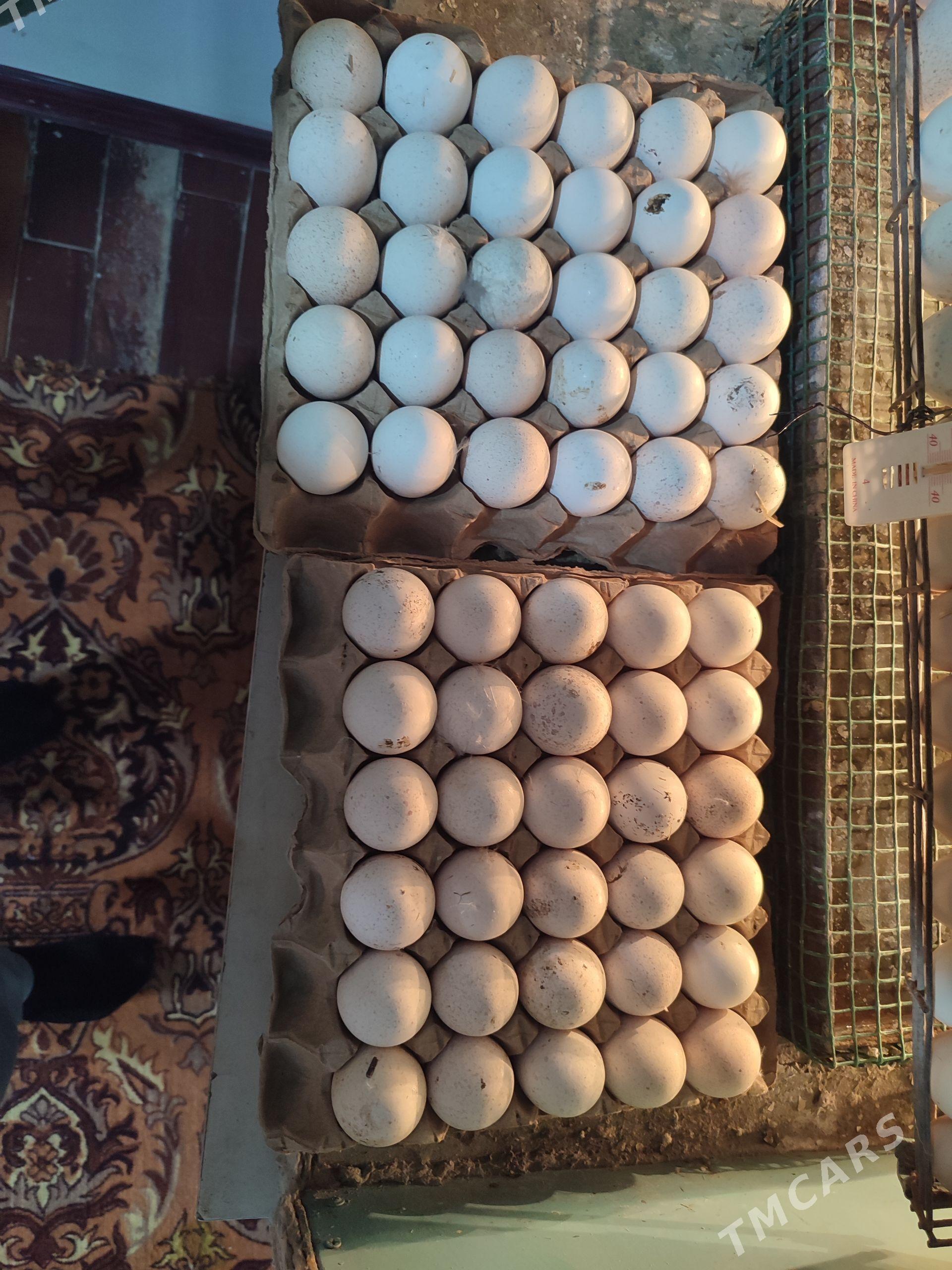 indyuk yumurtga - Туркменабат - img 1