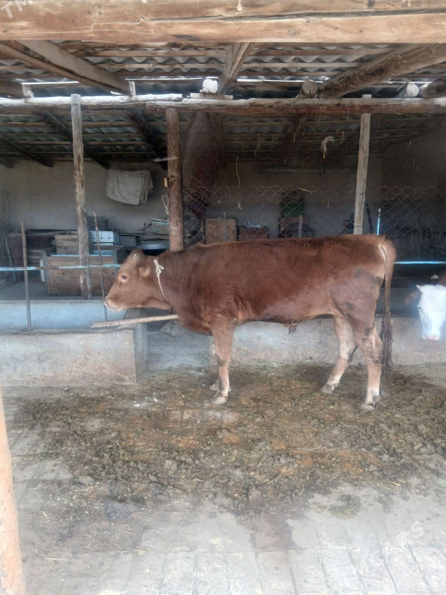 öküz - Кака - img 1